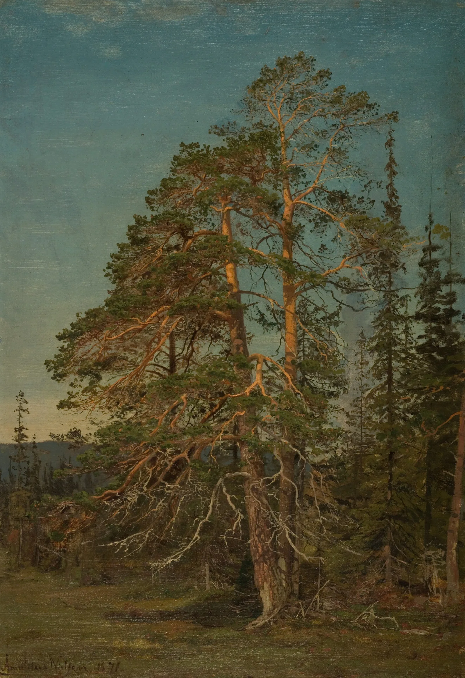 Furuer Levanger Wall Art by Amaldus Nielsen - Canvas Print