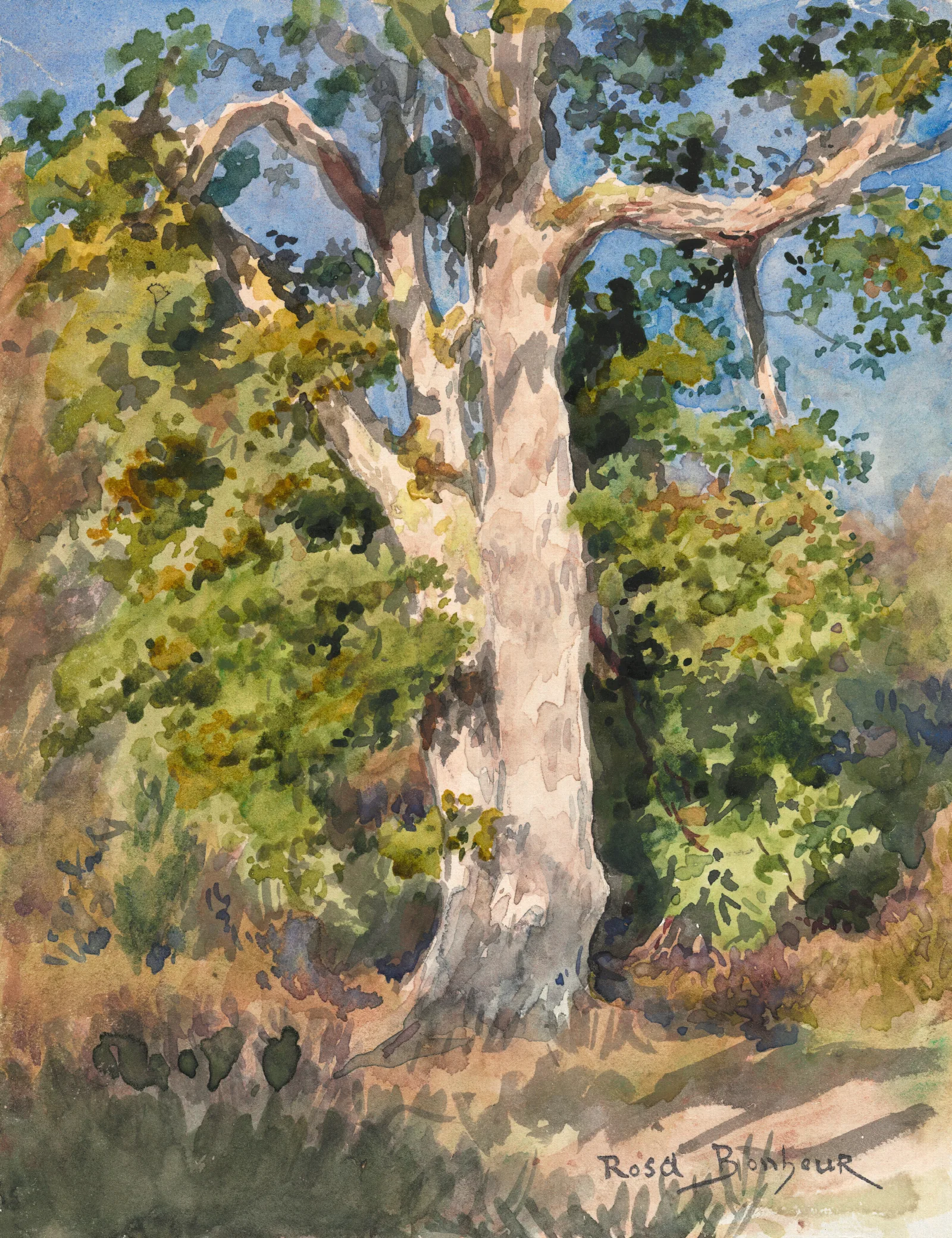 Tree Study 15 Wall Art by Rosa Bonheur - Canvas Print