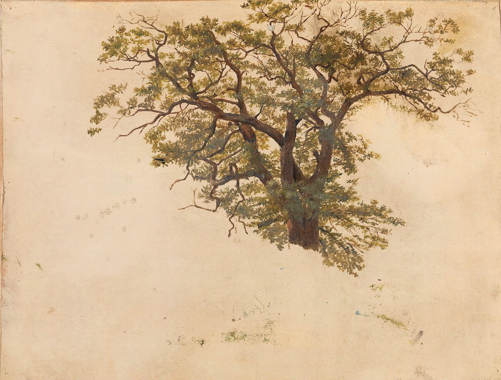 Study Of An Oak Wall Art by Adolph Tidemand - Canvas Print