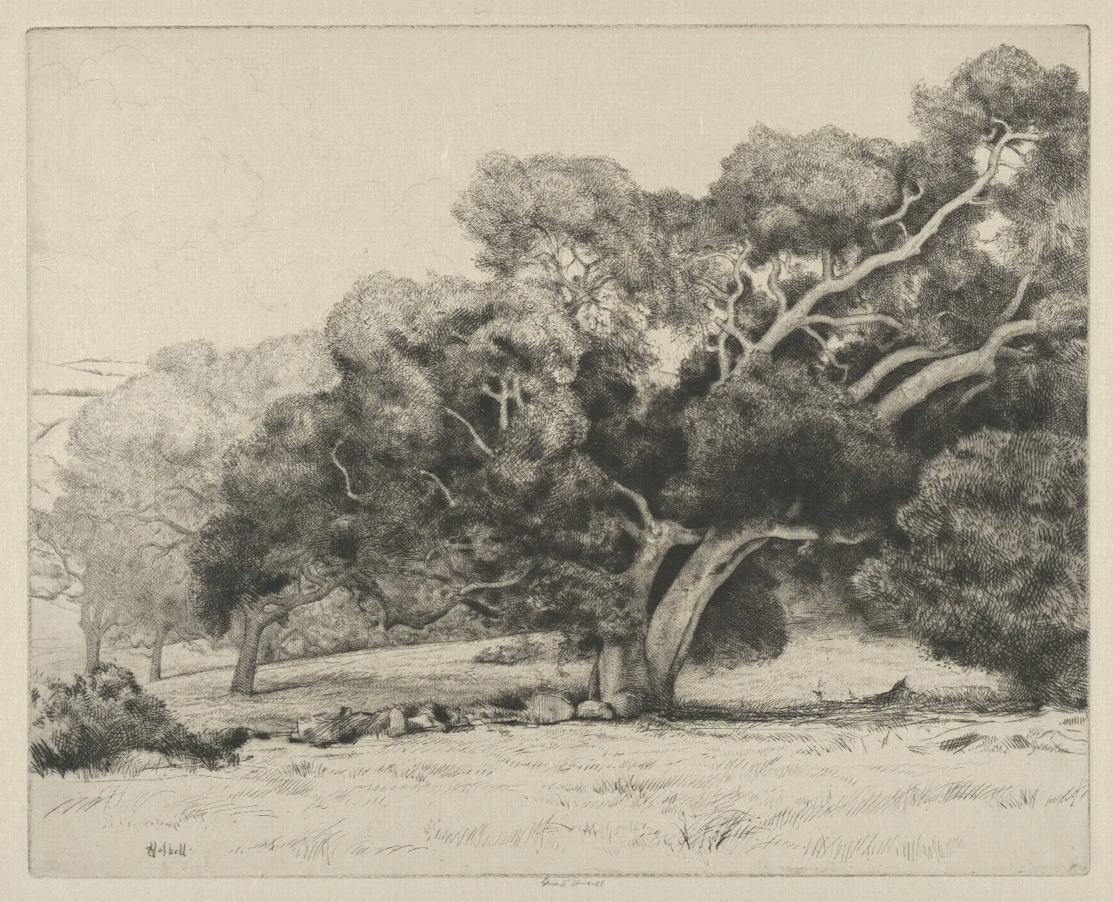 Large Live Oak Wall Art by Ernest Haskell - Canvas Print