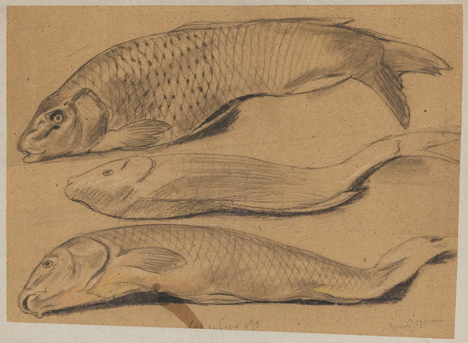 Fish 8 Wall Art by Hans Thoma - Canvas Print