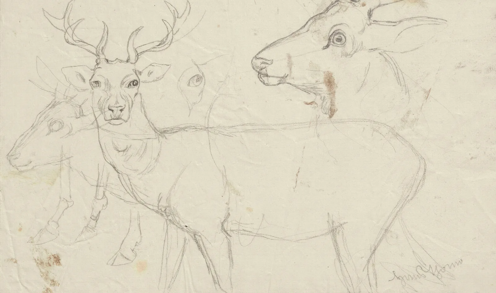 Studies Of Deer Wall Art by Hans Thoma - Canvas Print