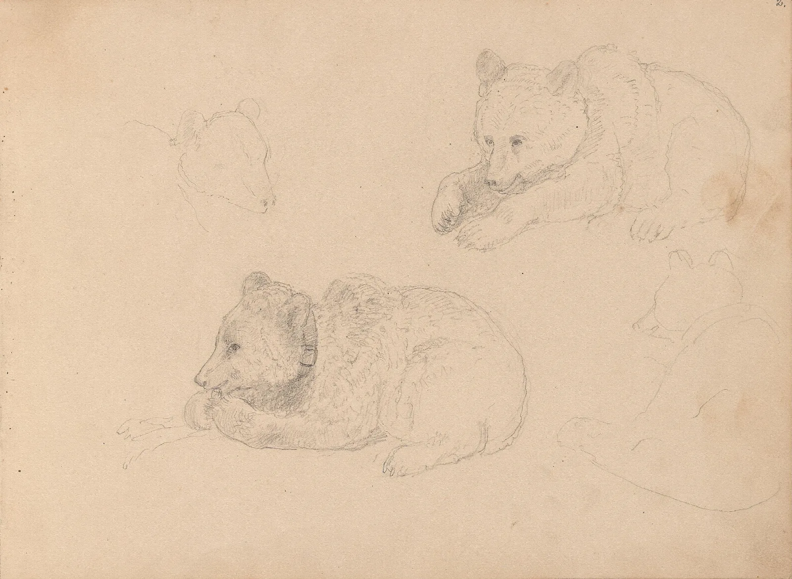 Studies Of Bear Cubs Wall Art by Adolph Tidemand - Canvas Print
