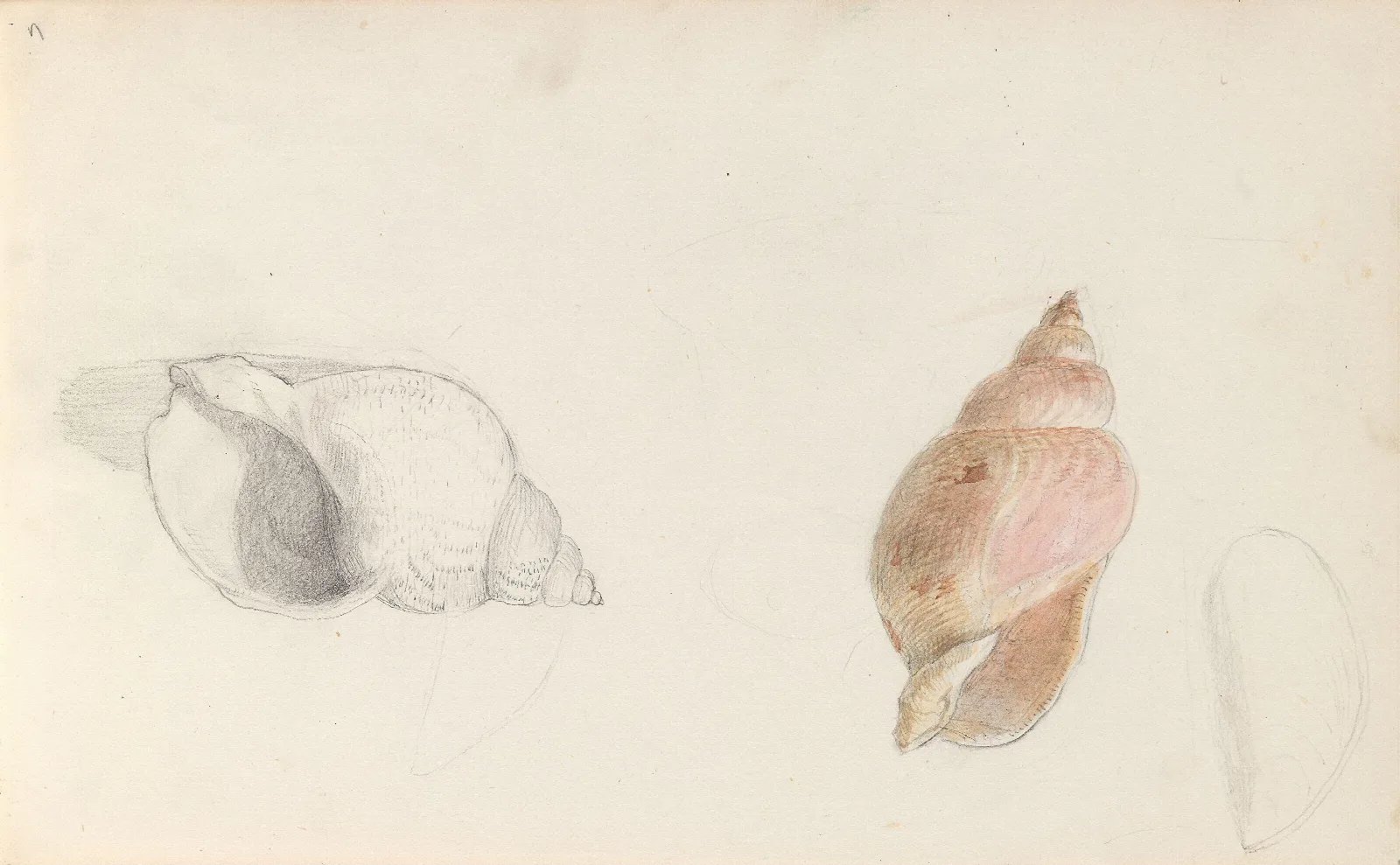 Studies Of Conch Wall Art by Adolph Tidemand - Canvas Print
