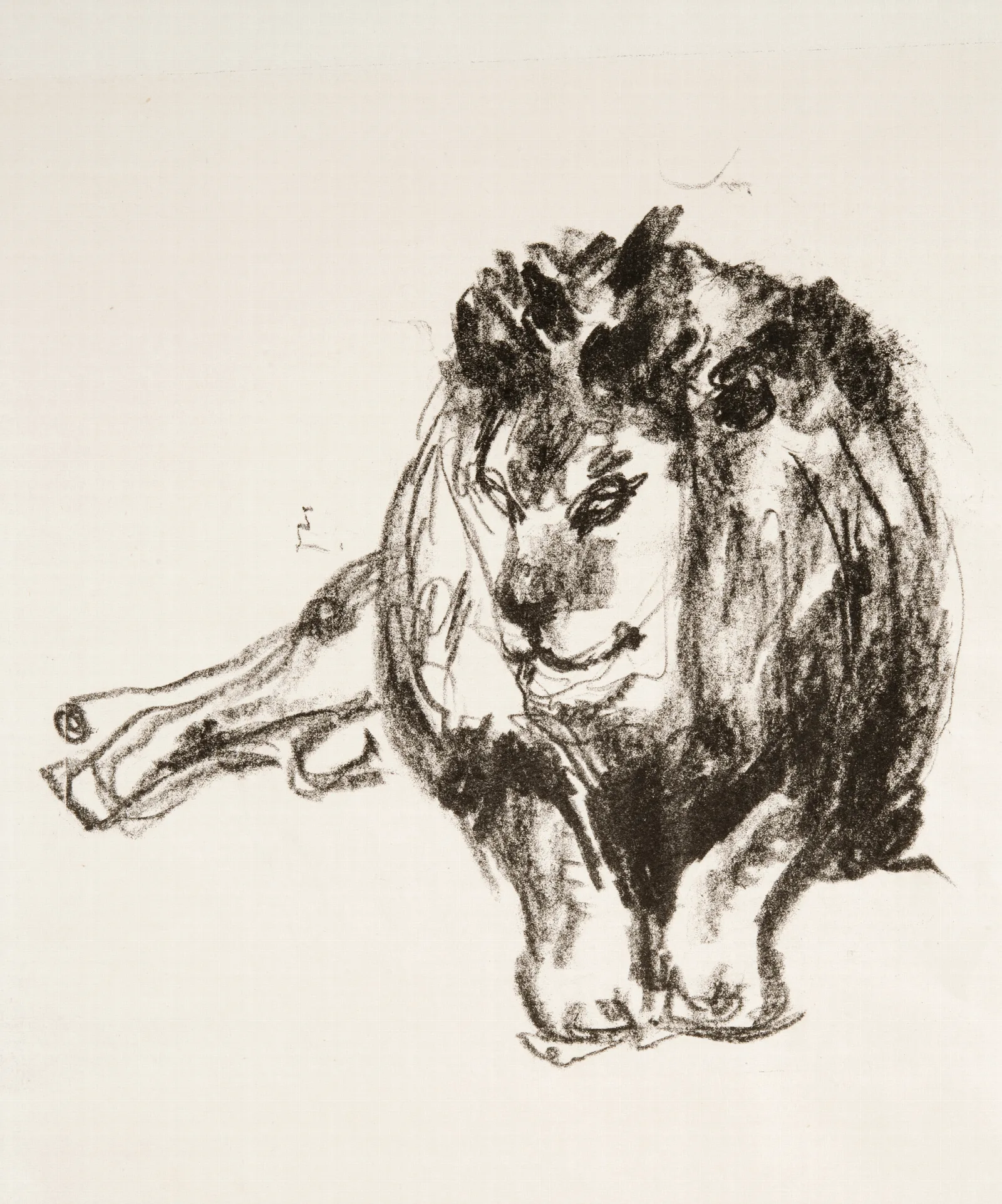 Lion Lying Down Wall Art by Edvard Munch - Canvas Print