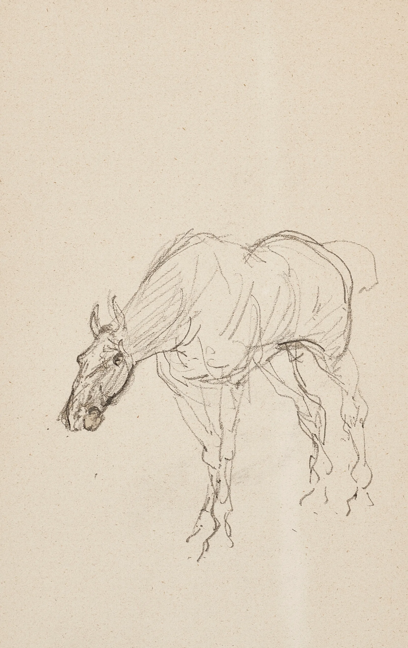 Cheval 4 Wall Art by Henri de Toulouse-Lautrec - Canvas Print