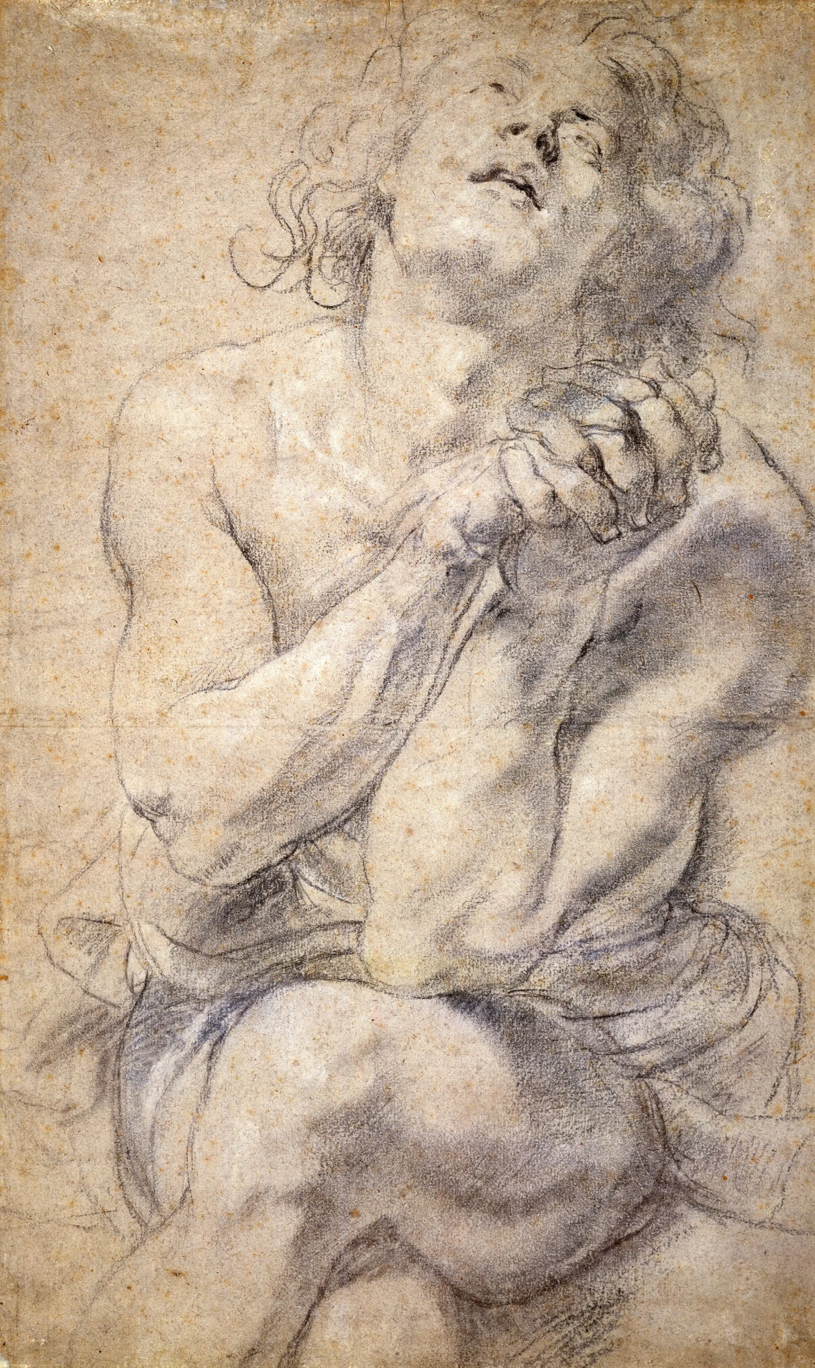 Seated Male Youth Study For Daniel Wall Art by Peter Paul Rubens - Canvas Print