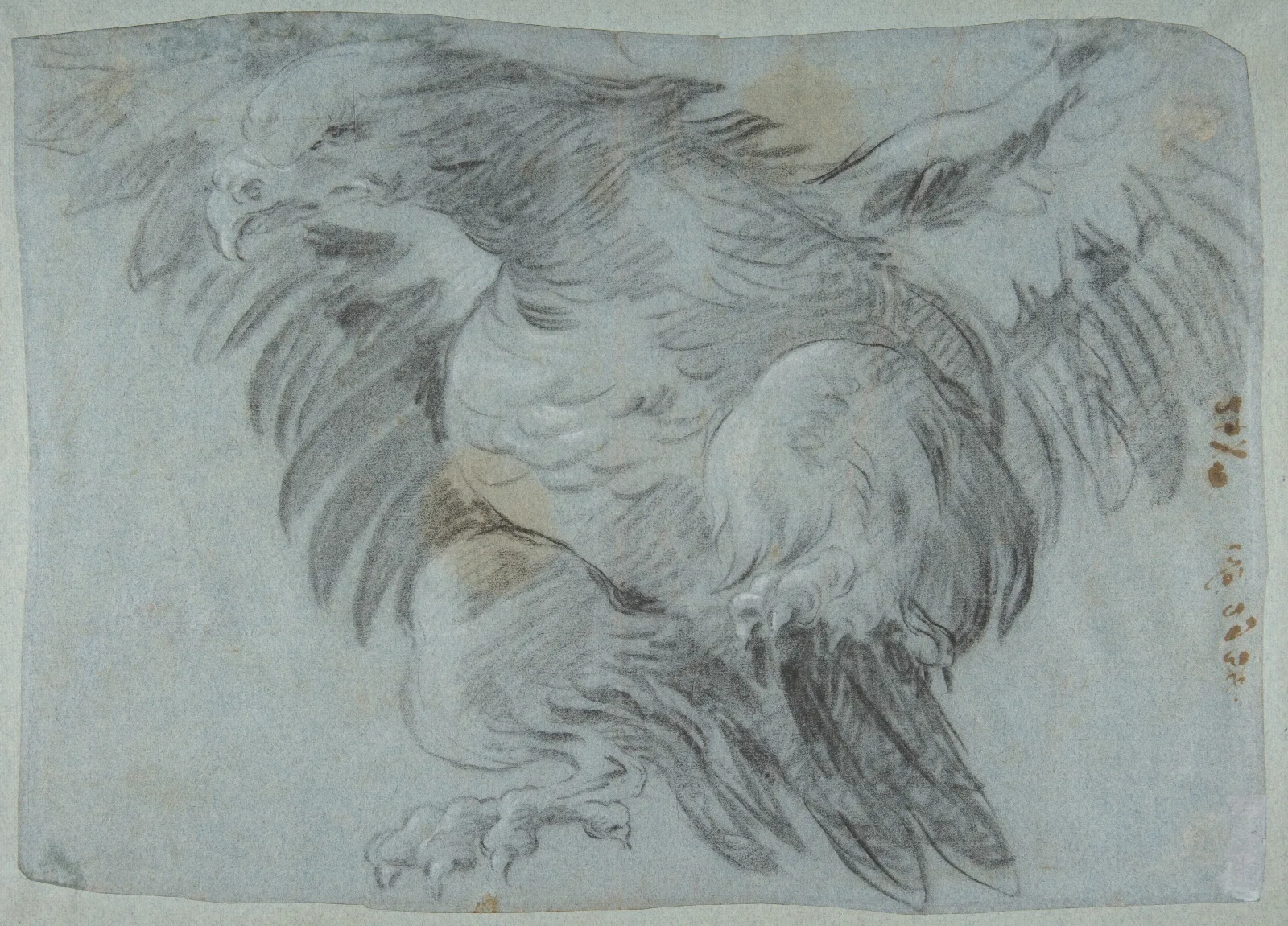 An Eagle With Wings Spread Wall Art by Giovanni Battista Tiepolo - Canvas Print