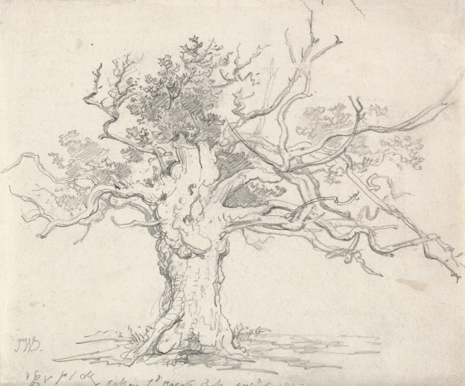 A Stunted Oak Wall Art by James Ward - Canvas Print