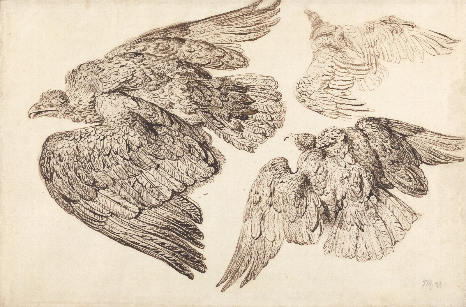 Eagles Wall Art by James Ward - Canvas Print