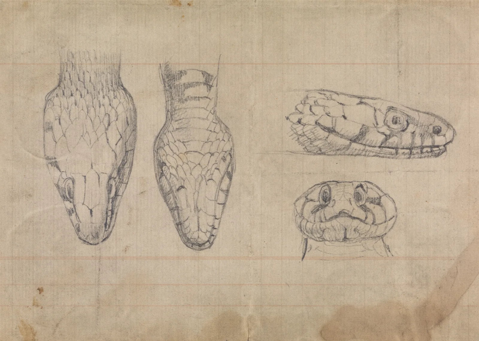 Study Of The Head Of A Snake Wall Art by Robert Smirke - Canvas Print