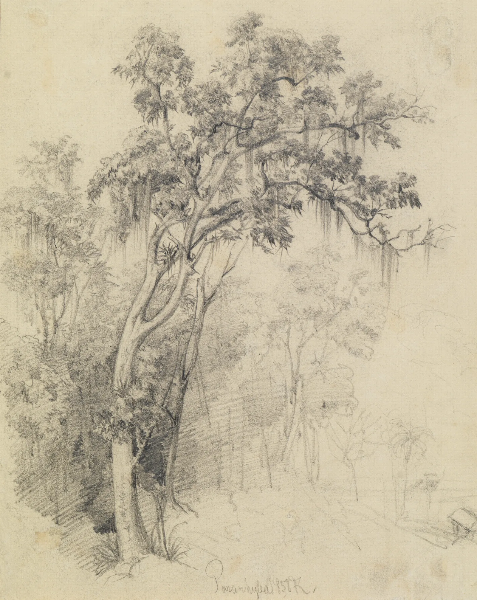 Im Urwald Baumstudie Wall Art by Ferdinand Keller - Canvas Print