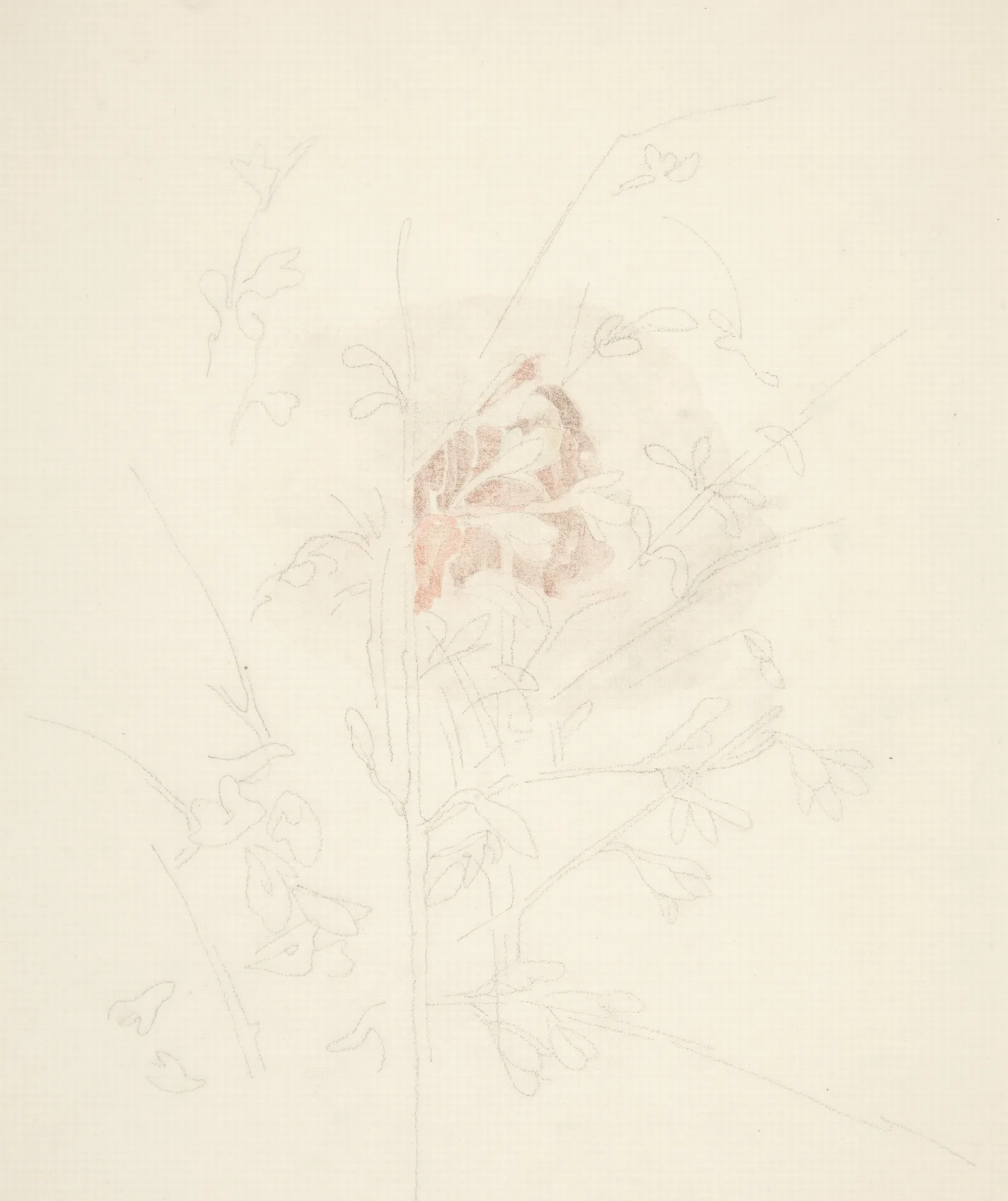 Flower Wall Art by Charles Demuth - Canvas Print