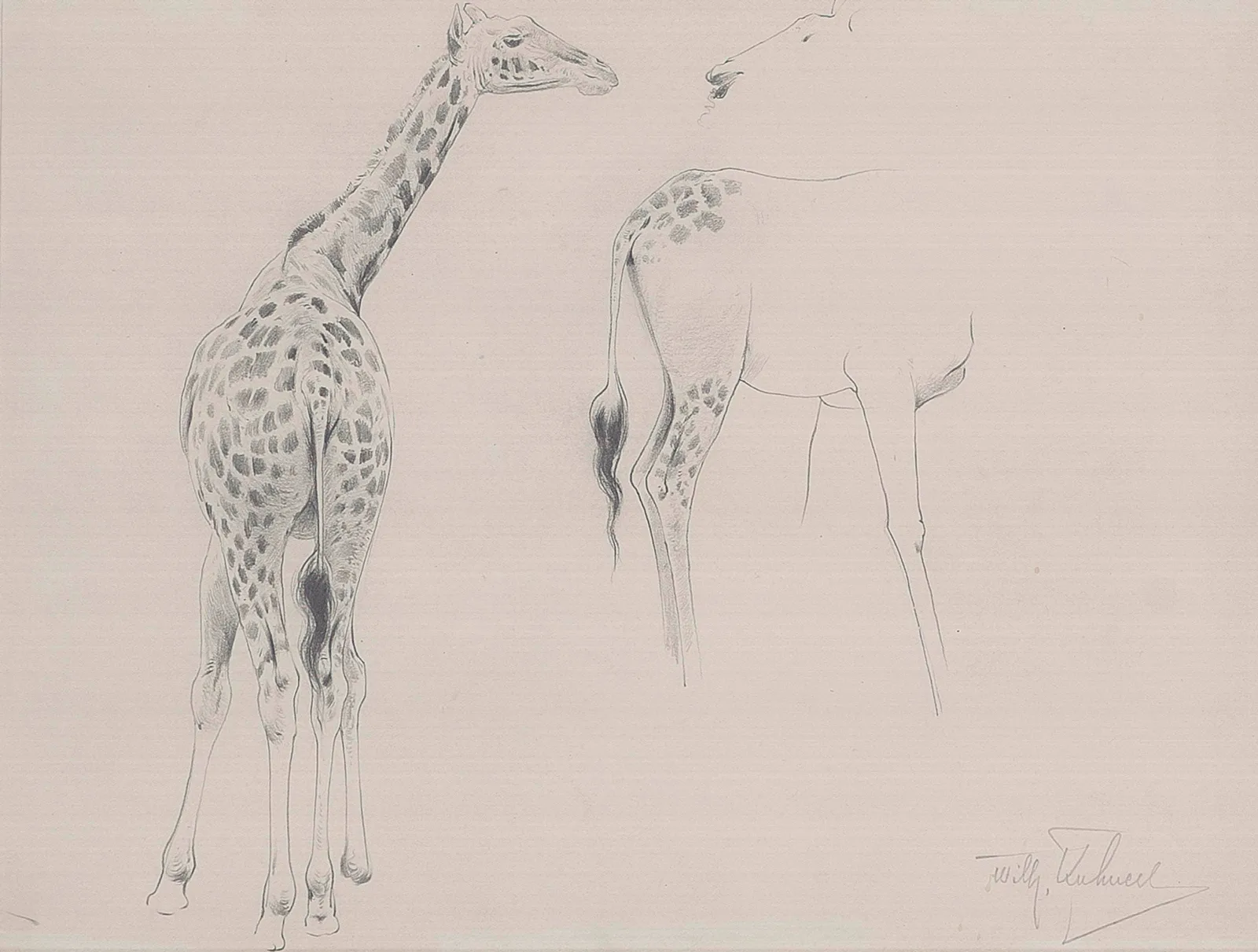 A Study Of Two Giraffes Wall Art by Wilhelm Kuhnert - Canvas Print