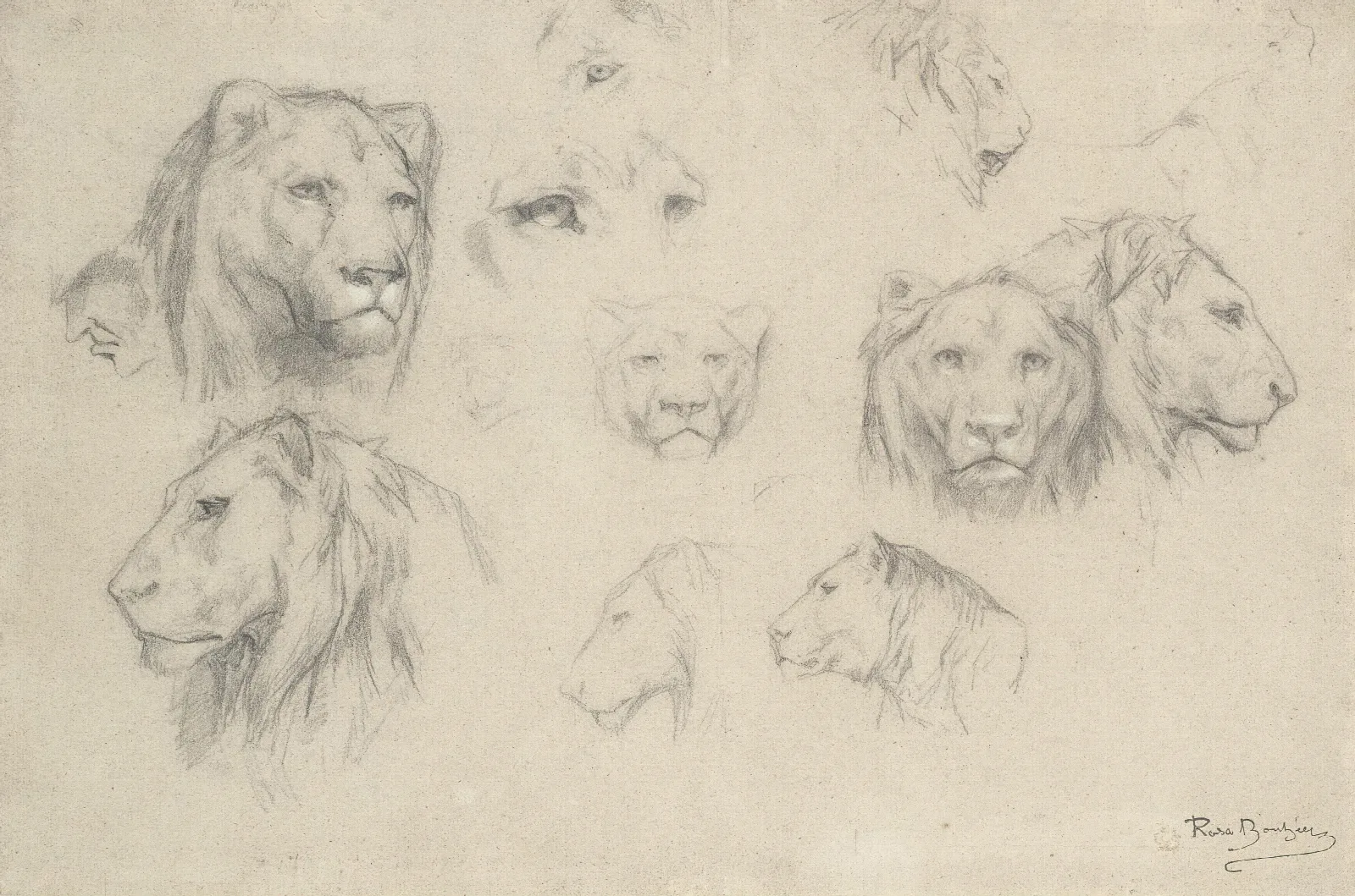 Study Of Lions And Lionesses Wall Art by Rosa Bonheur - Canvas Print