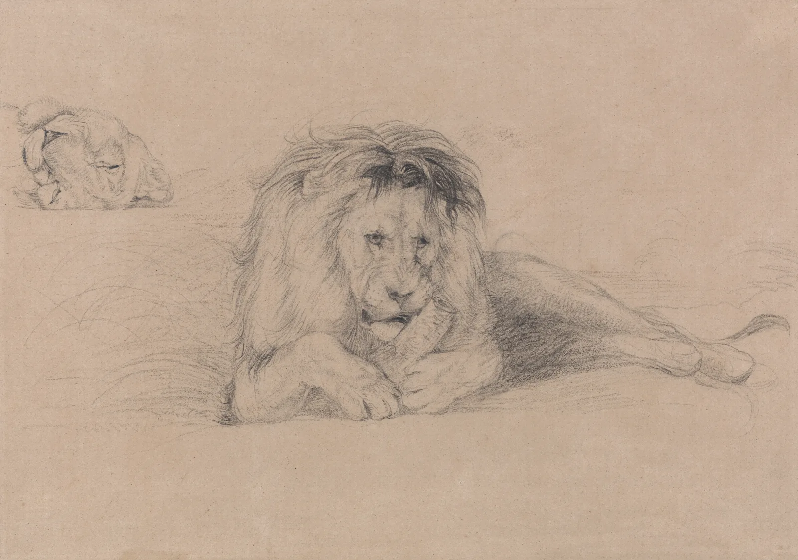 Study Of A Lion And Study Of A Lioness Head Wall Art by John Frederick Lewis - Canvas Print
