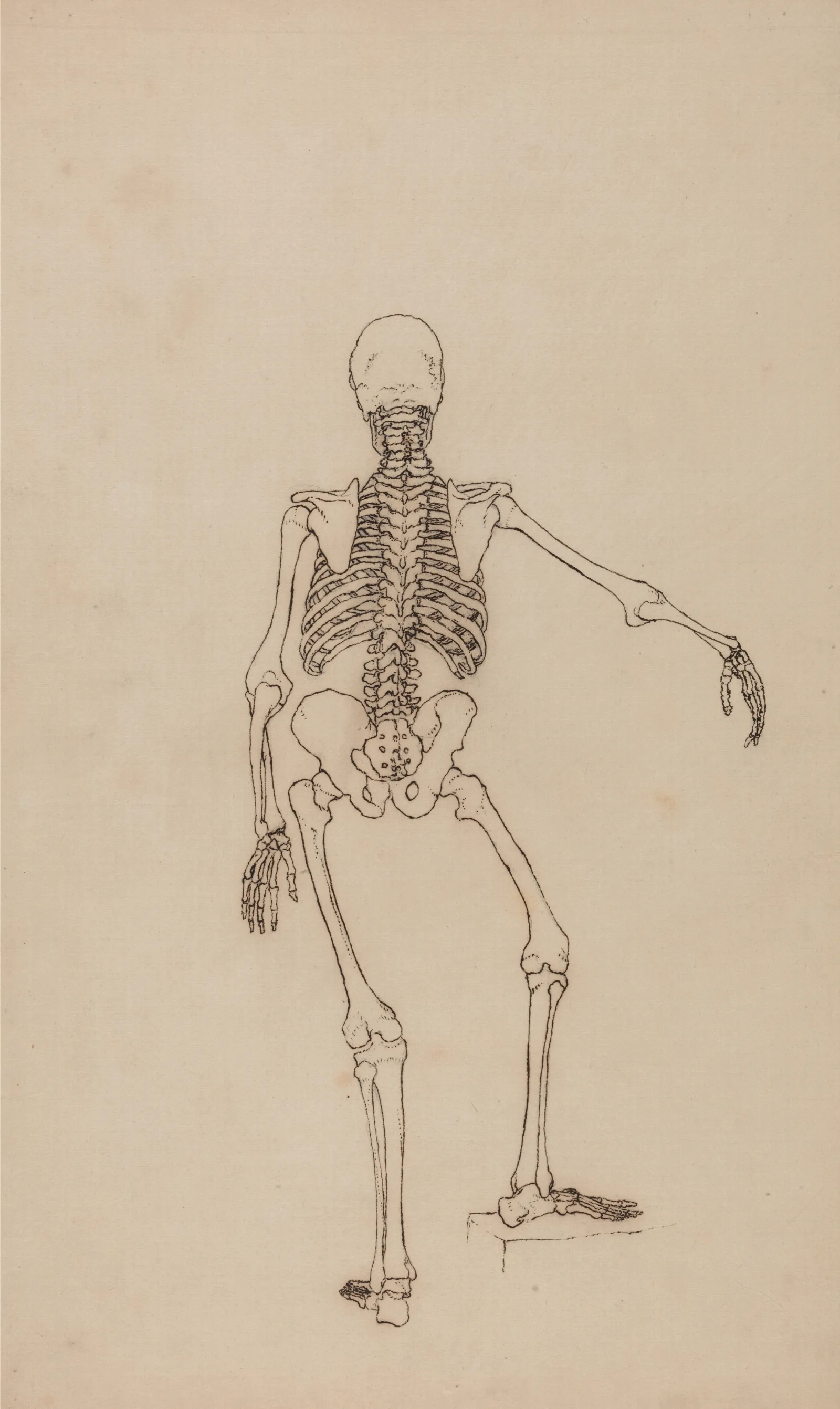 Human Skeleton Posterior View by George Stubbs - Canvas Print