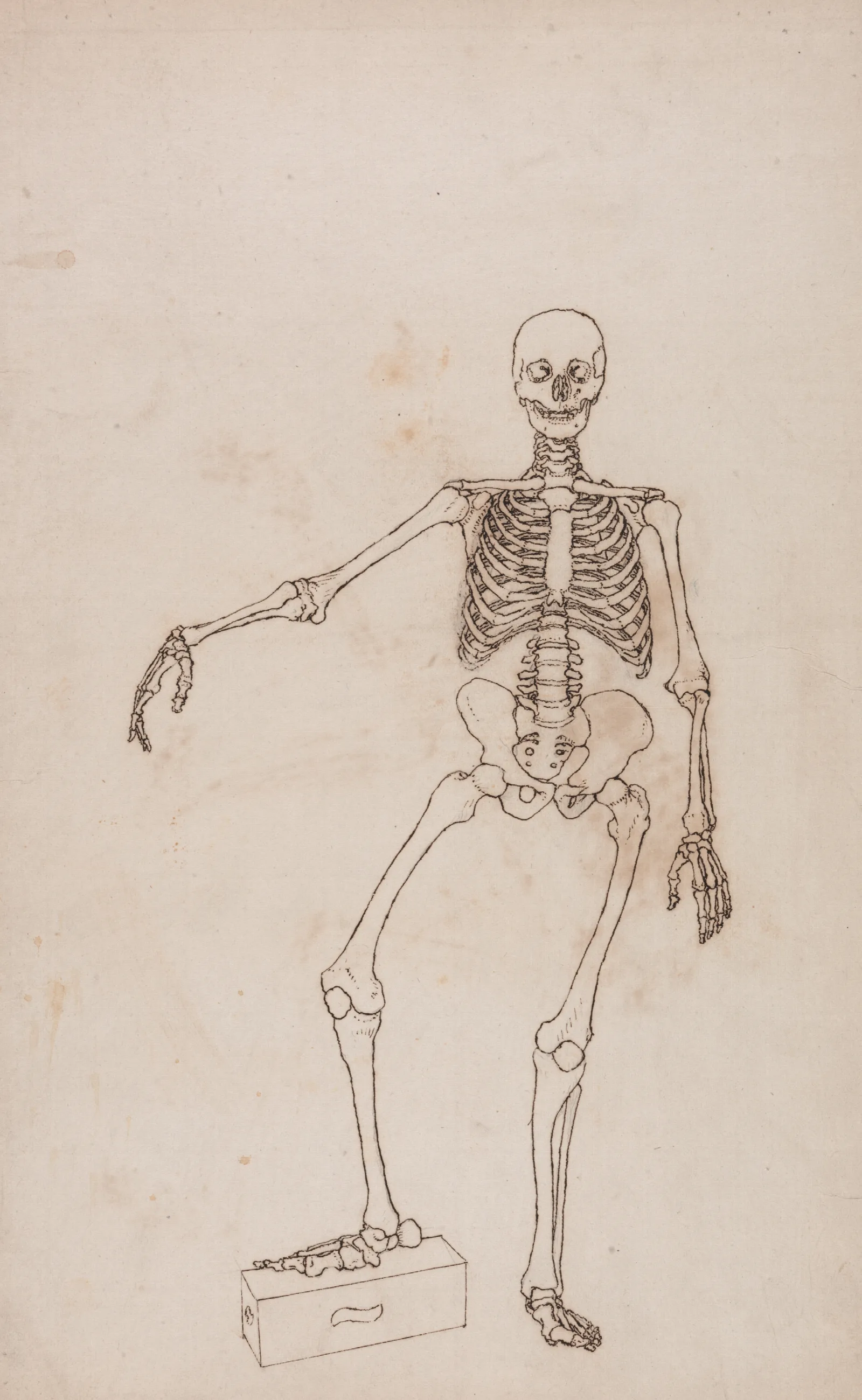Human Skeleton Anterior View Wall Art by George Stubbs - Canvas Print