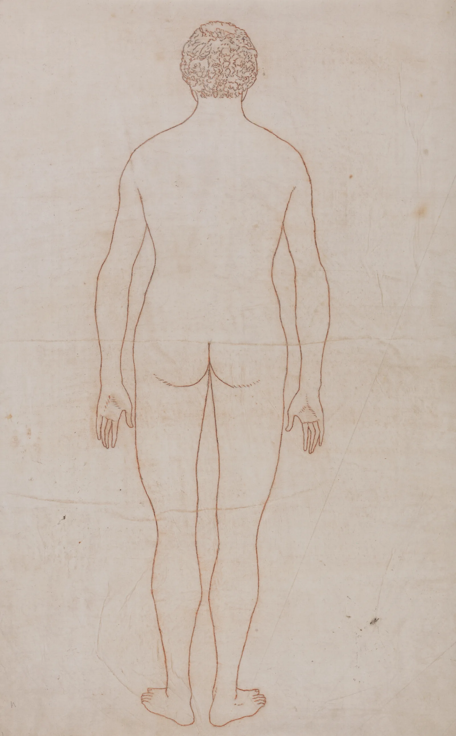 Human Body Posterior View by George Stubbs - Canvas Print