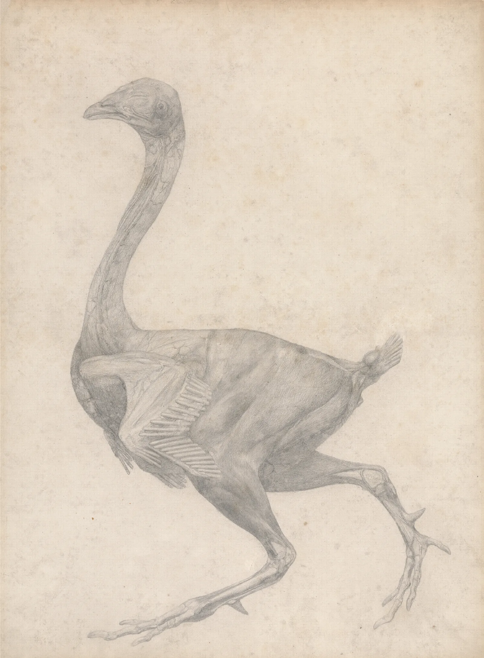 Fowl Lateral View With Skin And Underlying Fascial Layers Removed Wall Art by George Stubbs - Canvas Print
