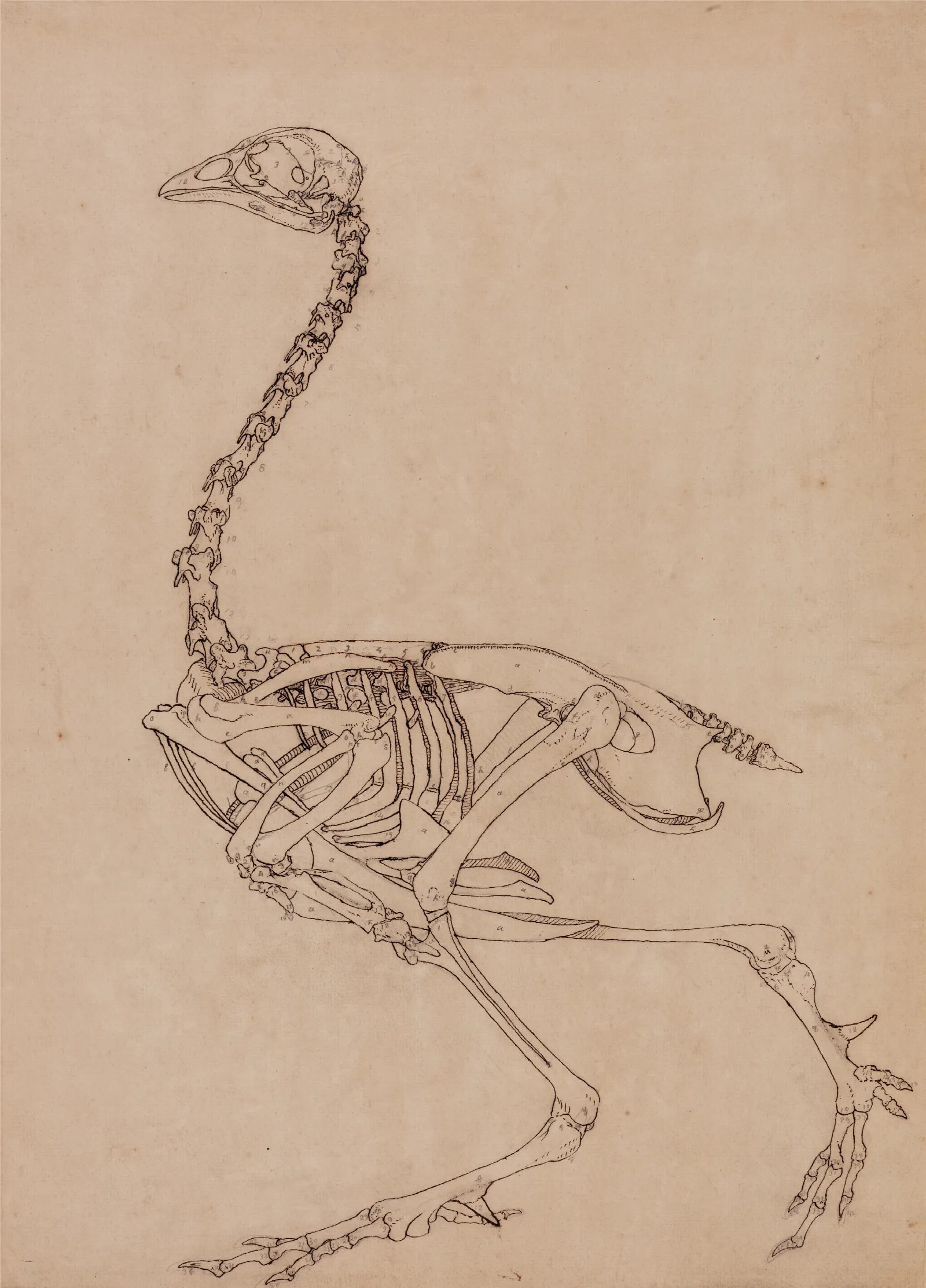 Fowl Skeleton Lateral View Wall Art by George Stubbs - Canvas Print