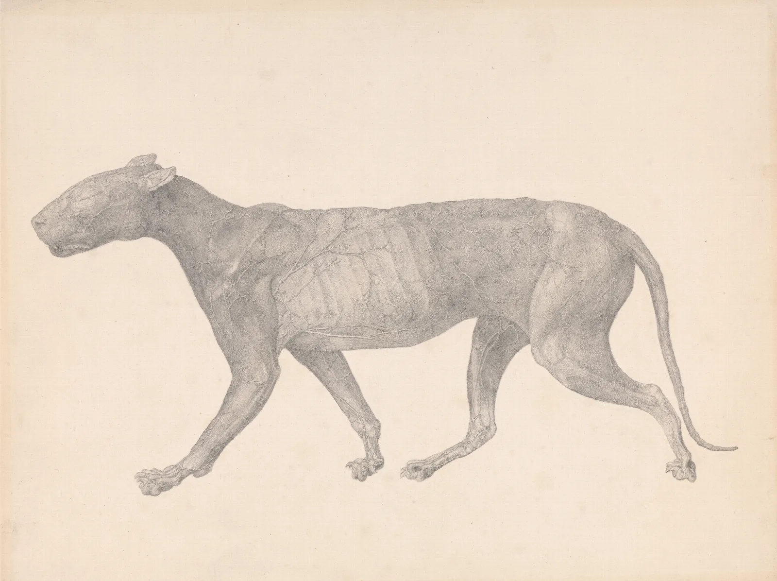 Tiger Lateral View With Skin And Tissue Removed Wall Art by George Stubbs - Canvas Print