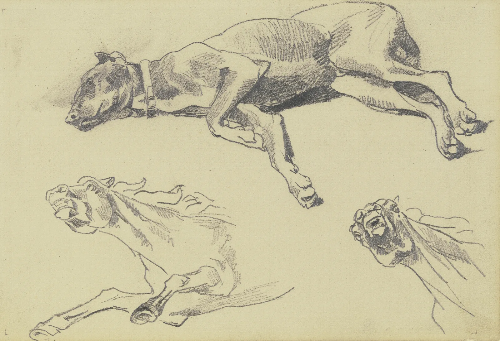 Studienblatt Die Dogge Casar Auf Der Seite Liegend Nach Links Schlafend Darunter Zwei Pferdestudien In Starker Untersicht Wall Art by Wilhelm Trübner - Canvas Print