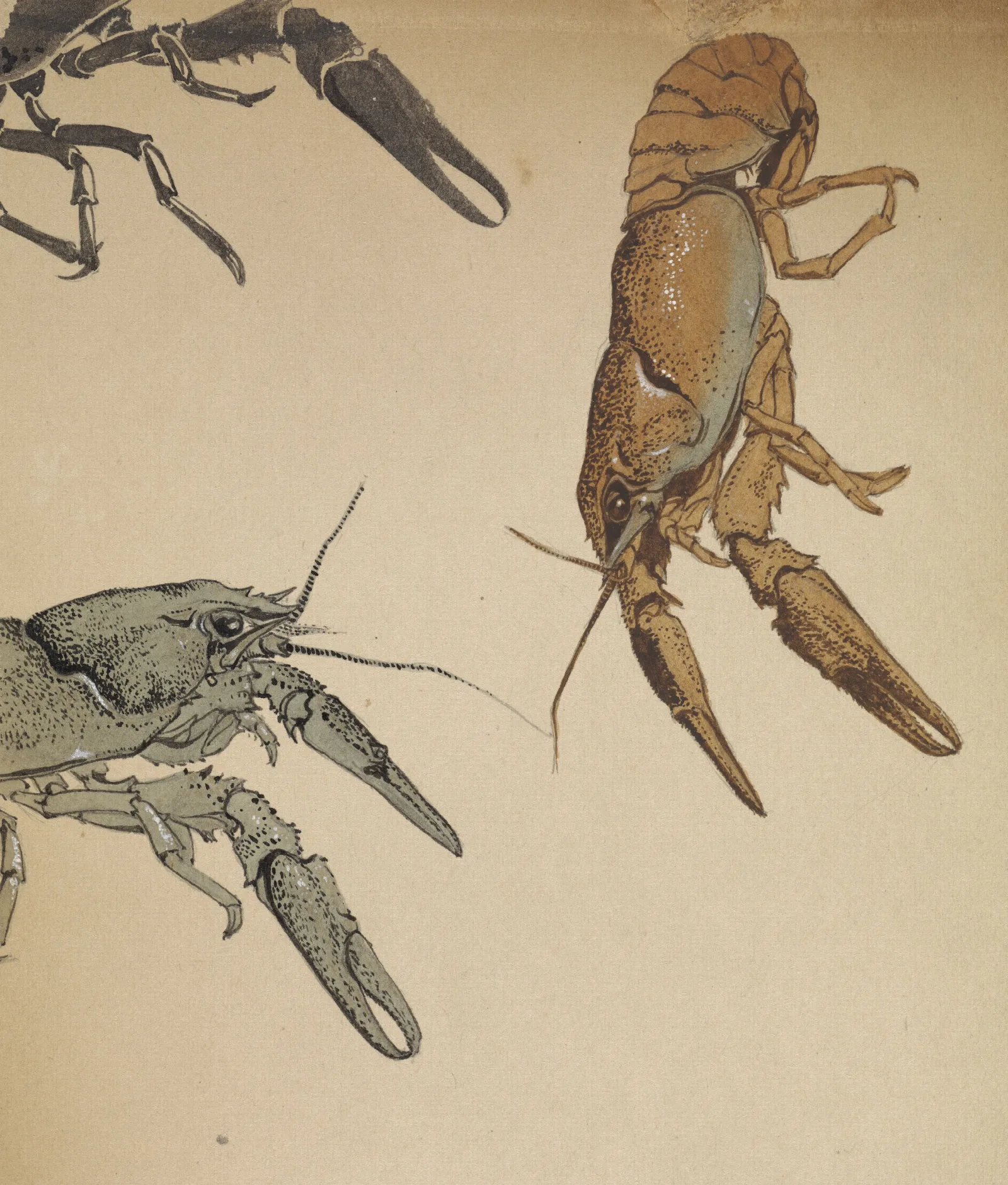 Sketches Of Crayfish Wall Art by Julie de Graag - Canvas Print