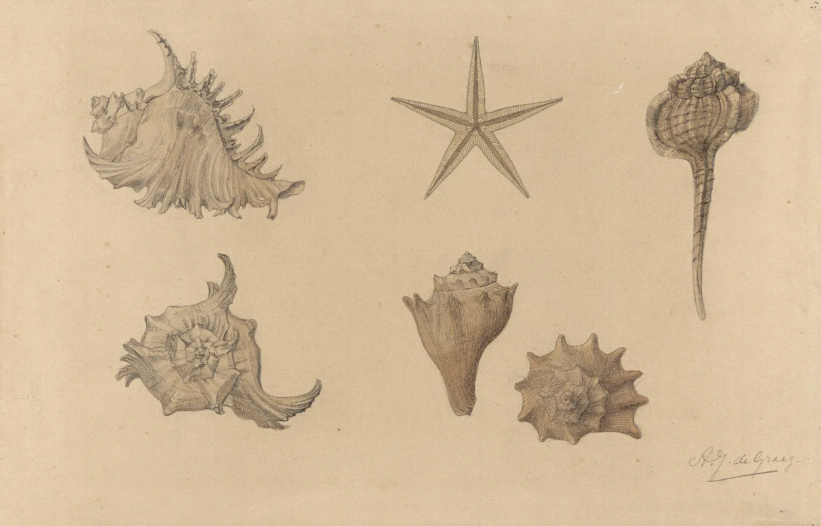 Study Sheet With Shells Wall Art by Julie de Graag - Canvas Print