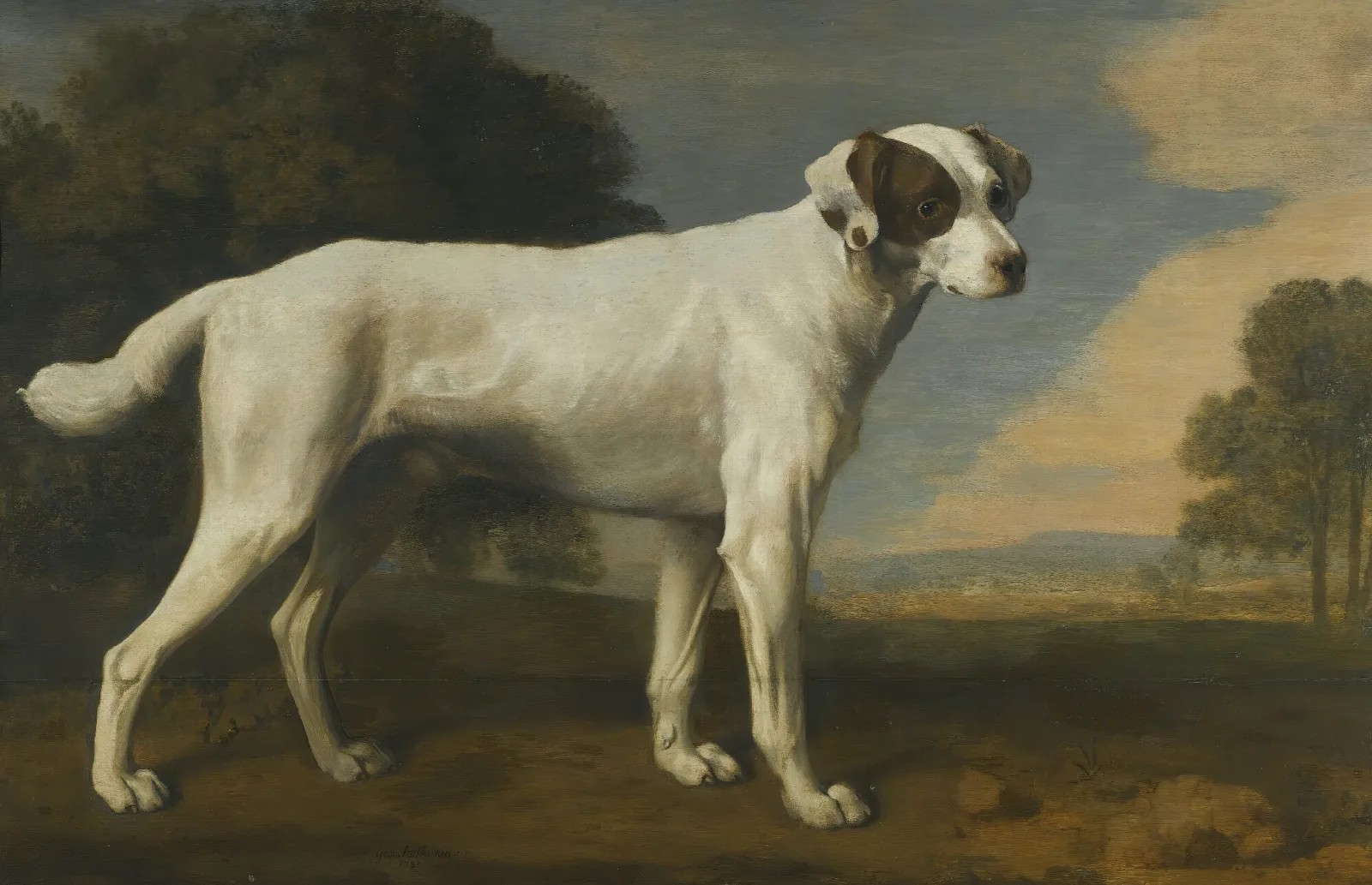 Viscount Gormanstons White Dog Wall Art by George Stubbs - Canvas Print