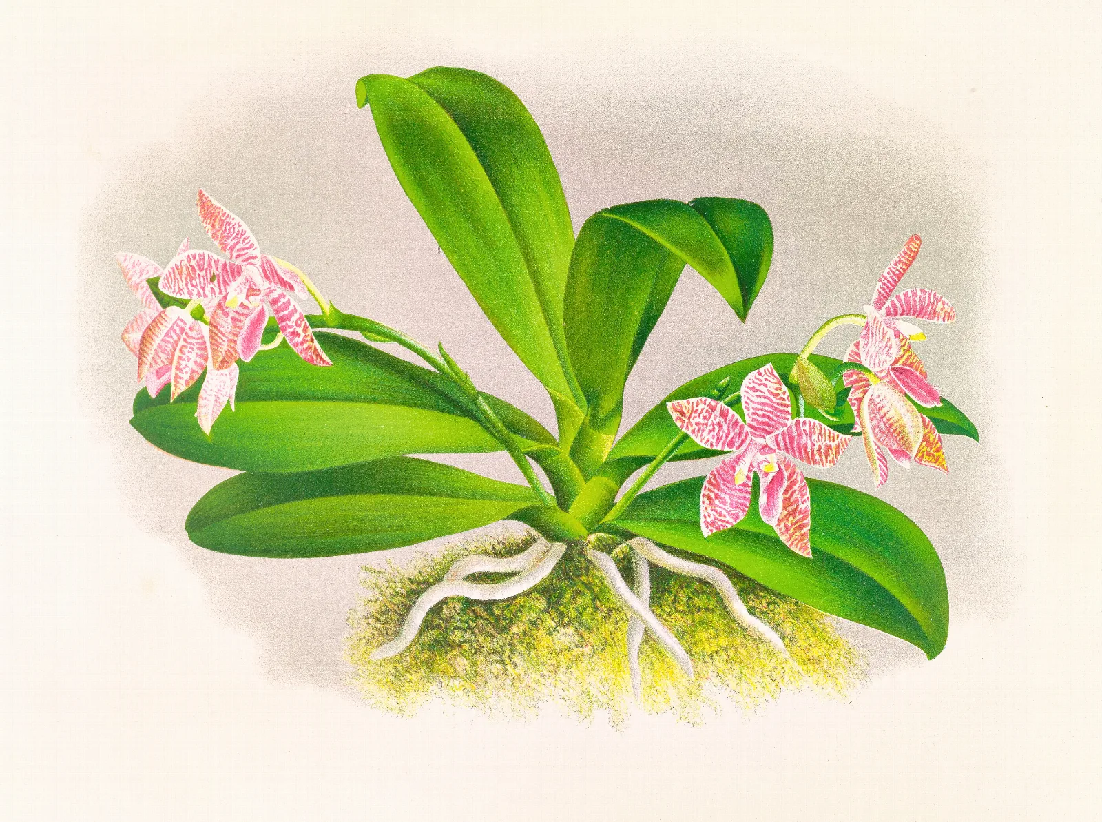 Phalaenopsis Luddemanniana Wall Art by Jean Jules Linden - Canvas Print