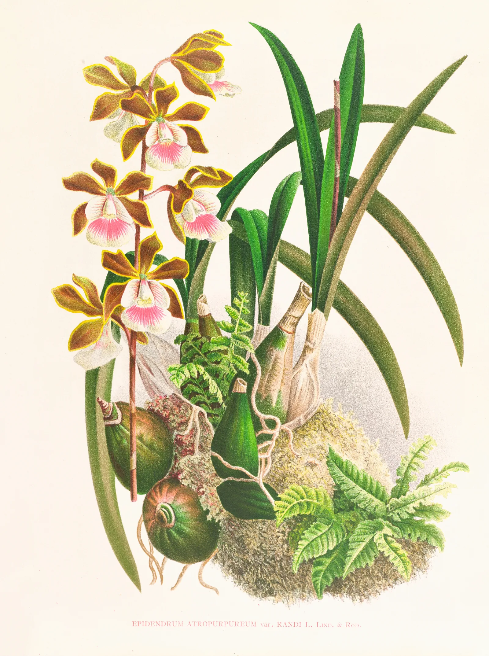 Epidendrum Atropurpureum Wall Art by Jean Jules Linden - Canvas Print