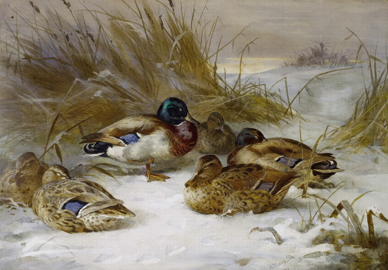 Winter Landscape With Mallard Wall Art by Archibald Thorburn - Canvas Print