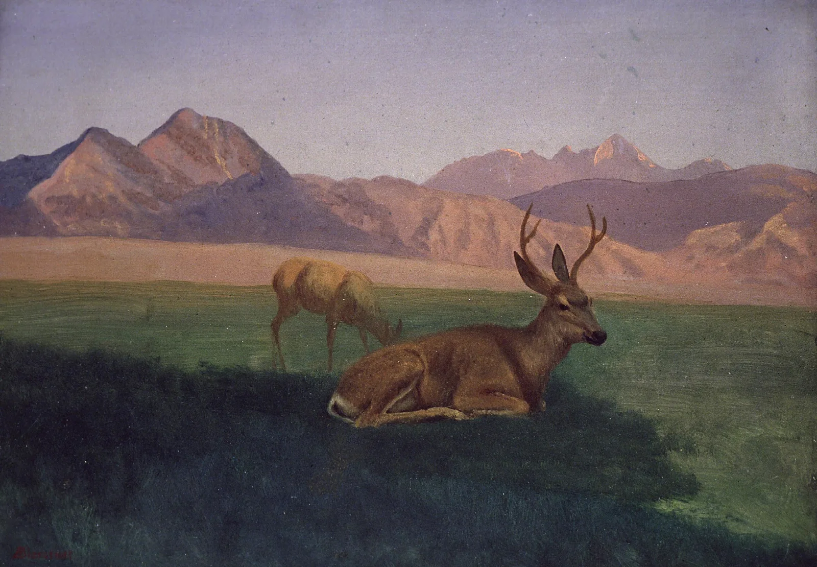 Deer 5 Wall Art by Albert Bierstadt - Canvas Print
