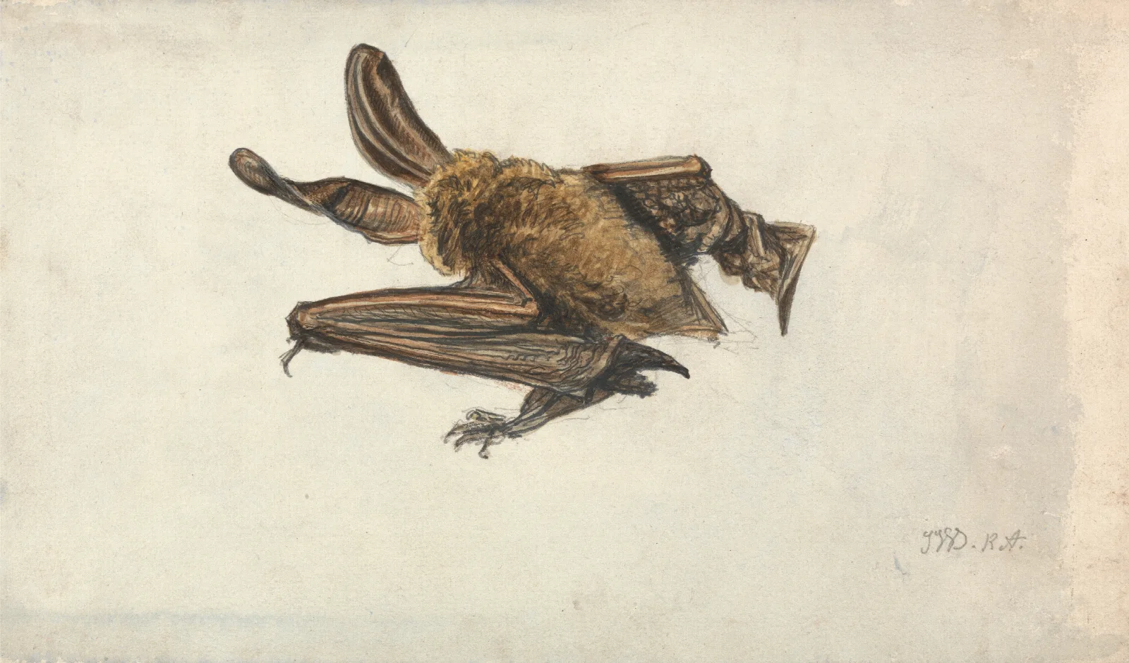 A Brown Long Eared Bat Plecotus Auritus Wall Art by James Ward - Canvas Print