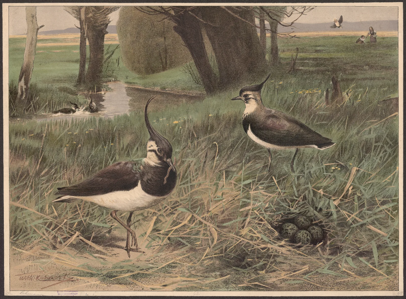 Northern Lapwing 2 Wall Art by Wilhelm Kuhnert - Canvas Print