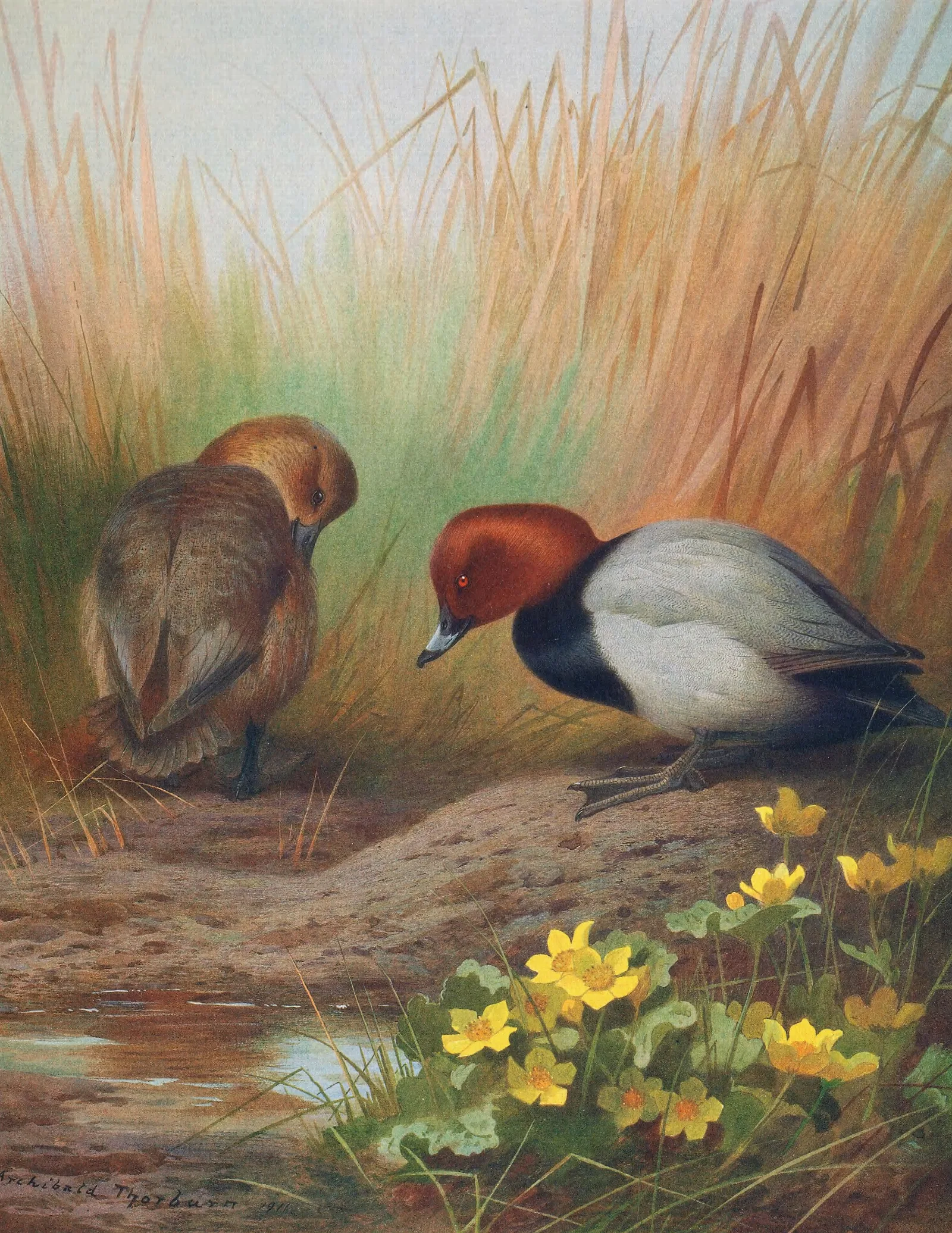 Common Pochard Wall Art by Archibald Thorburn - Canvas Print