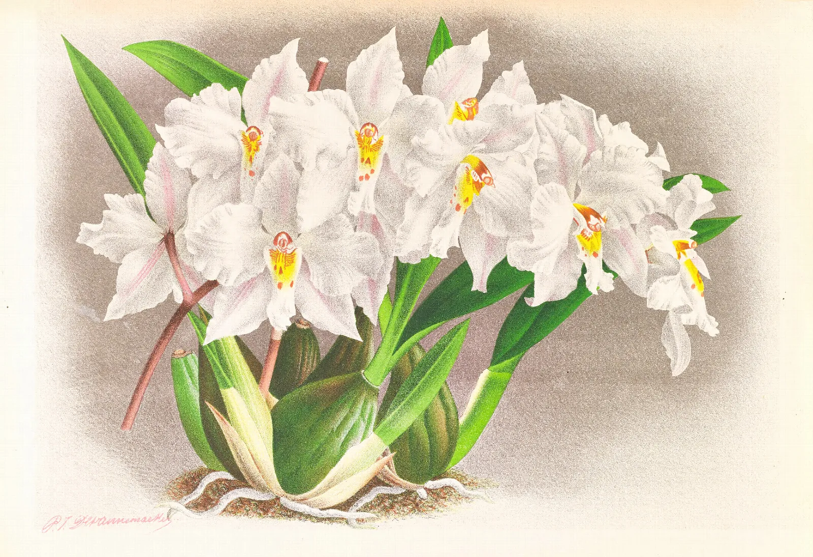 Odontoglossum Alexandrae 2 Wall Art by Jean Jules Linden - Canvas Print