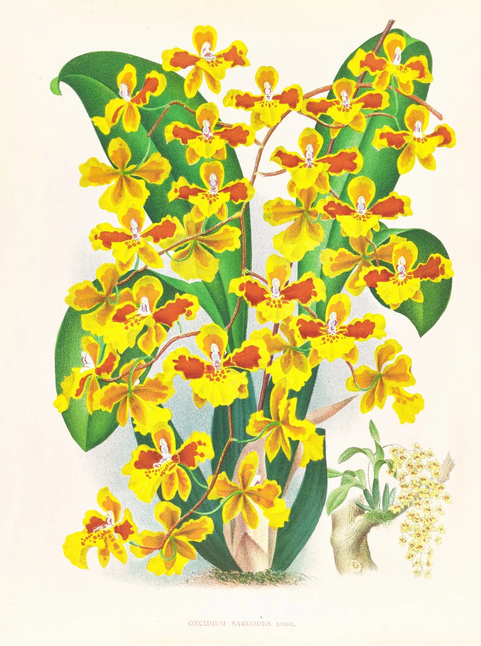 Oncidium Sarcodes Wall Art by Jean Jules Linden - Canvas Print