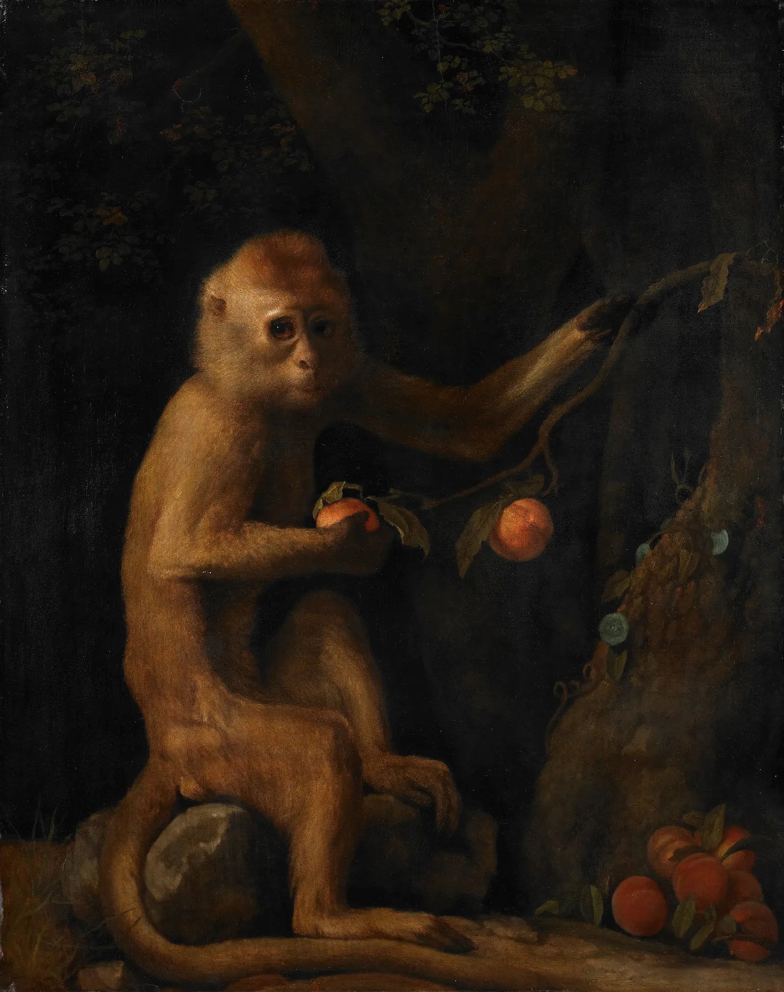 A Monkey Wall Art by George Stubbs - Canvas Print