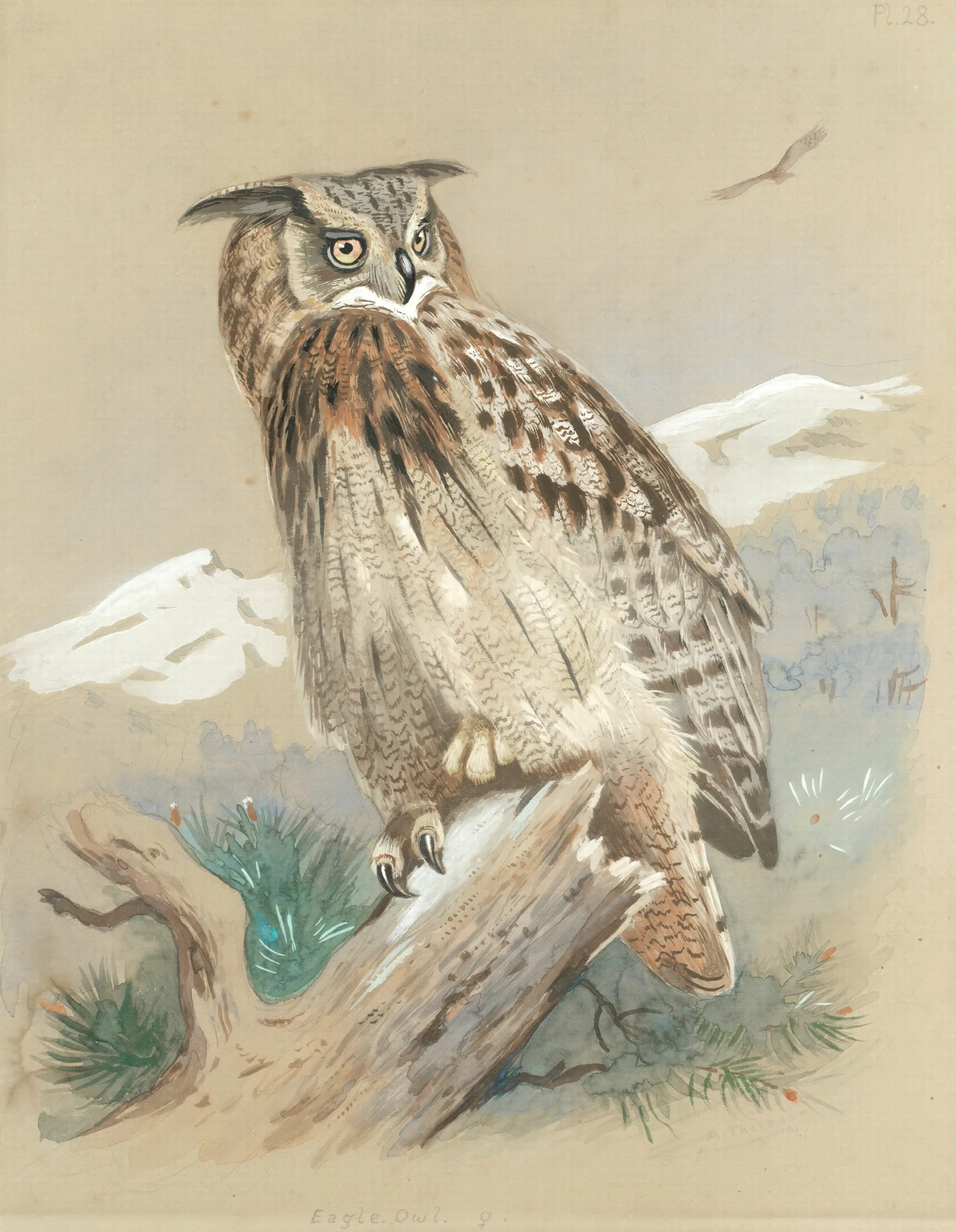 Eagle Owl Wall Art by Archibald Thorburn - Canvas Print