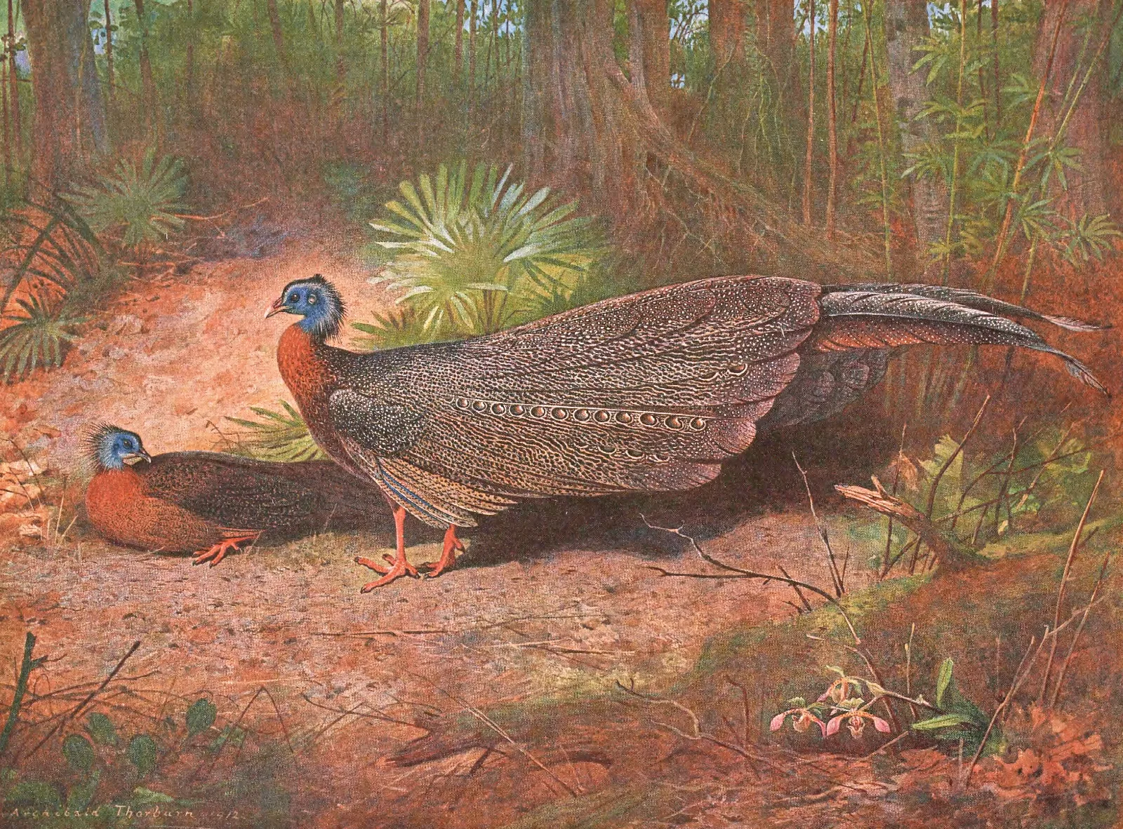 Bornean Argus Pheasant Wall Art by Archibald Thorburn - Canvas Print