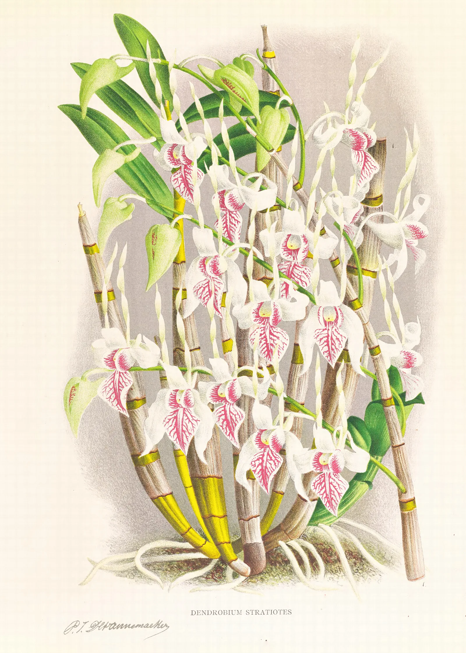 Dendrobium Stratiotes Wall Art by Jean Jules Linden - Canvas Print