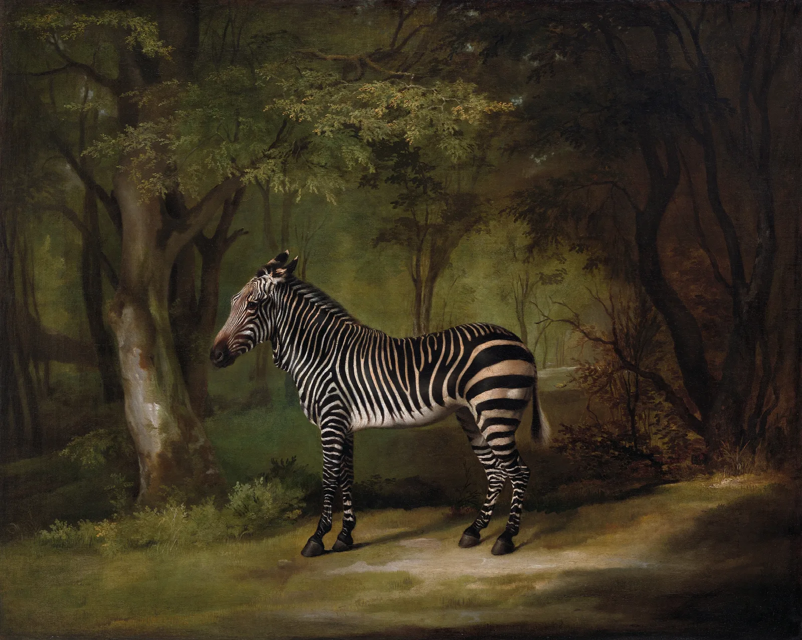 Zebra Wall Art by George Stubbs - Canvas Print