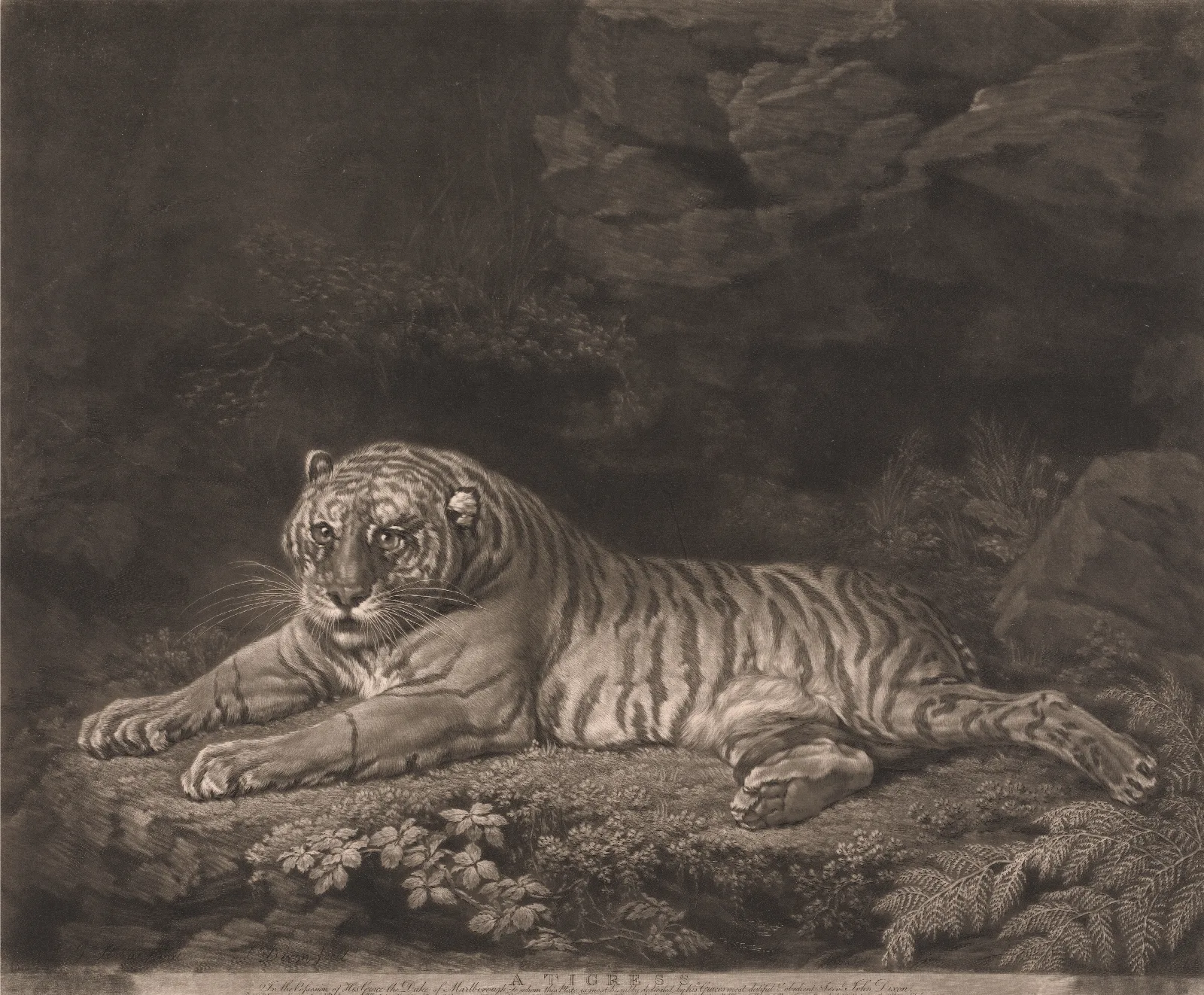 A Tigress Wall Art by George Stubbs - Canvas Print
