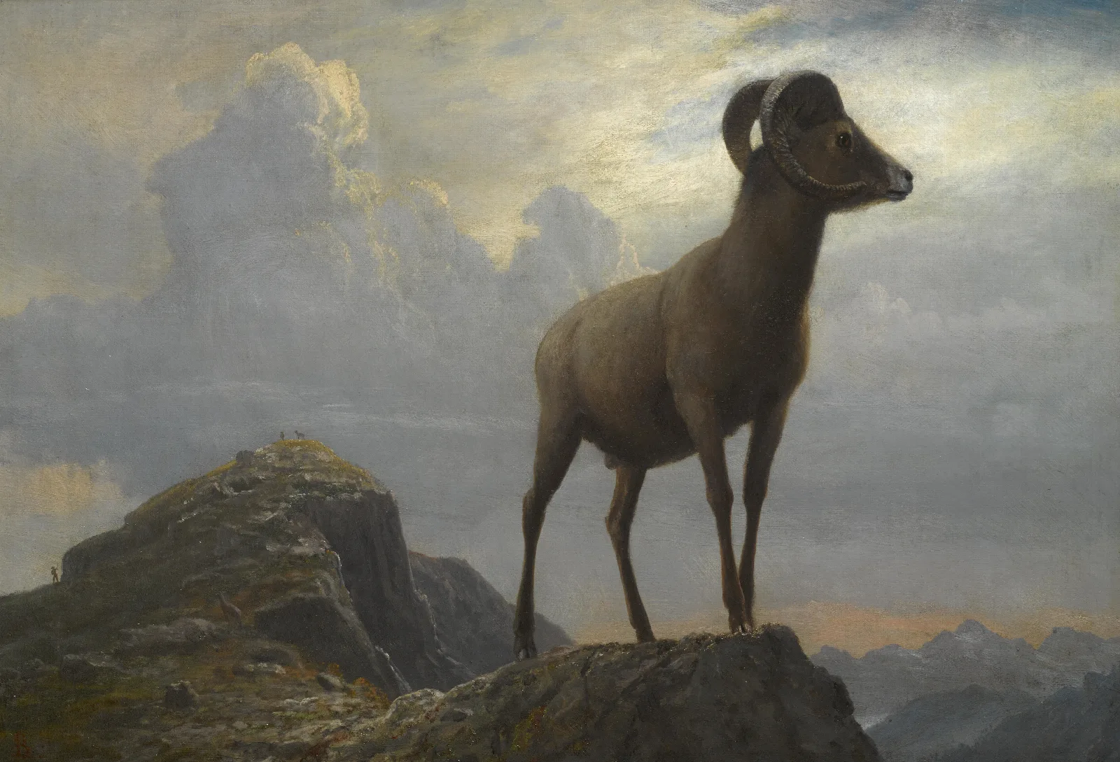 Study Of A Bighorn Ram Wall Art by Albert Bierstadt - Canvas Print