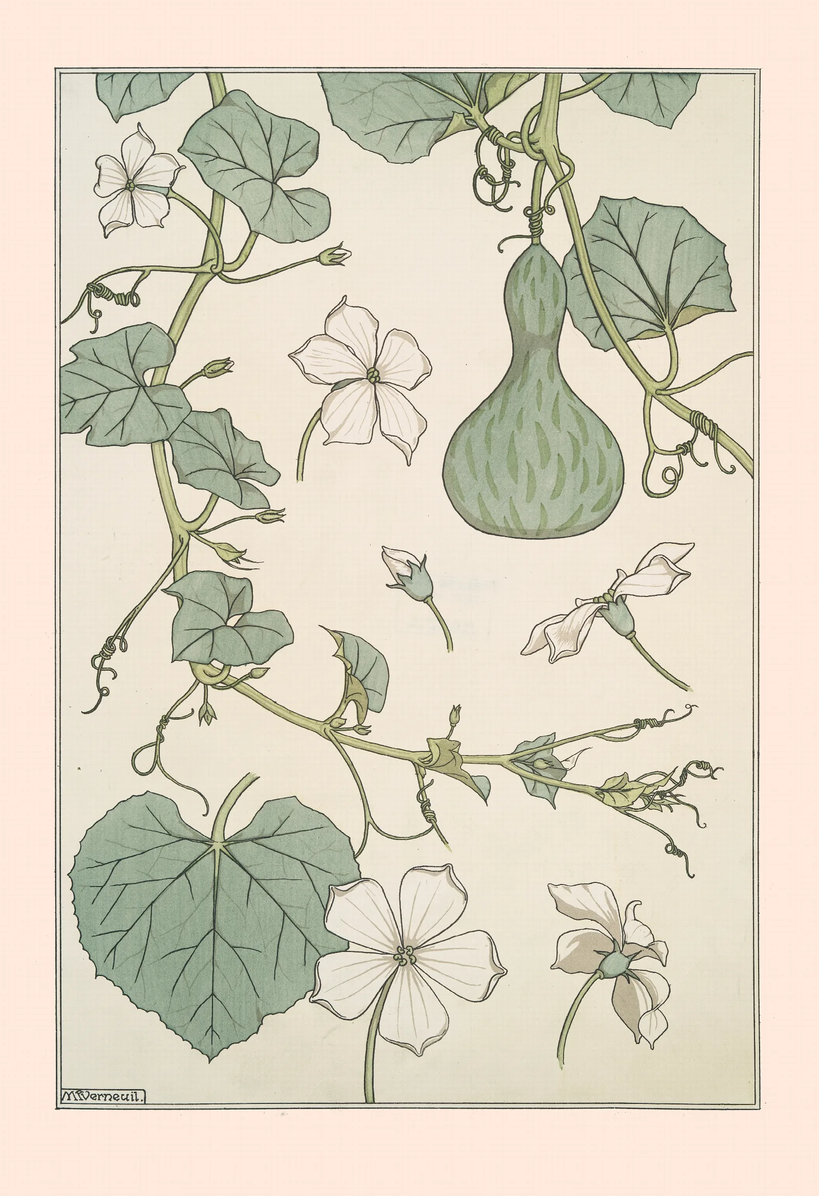 Courge Wall Art by Maurice Pillard Verneuil - Canvas Print