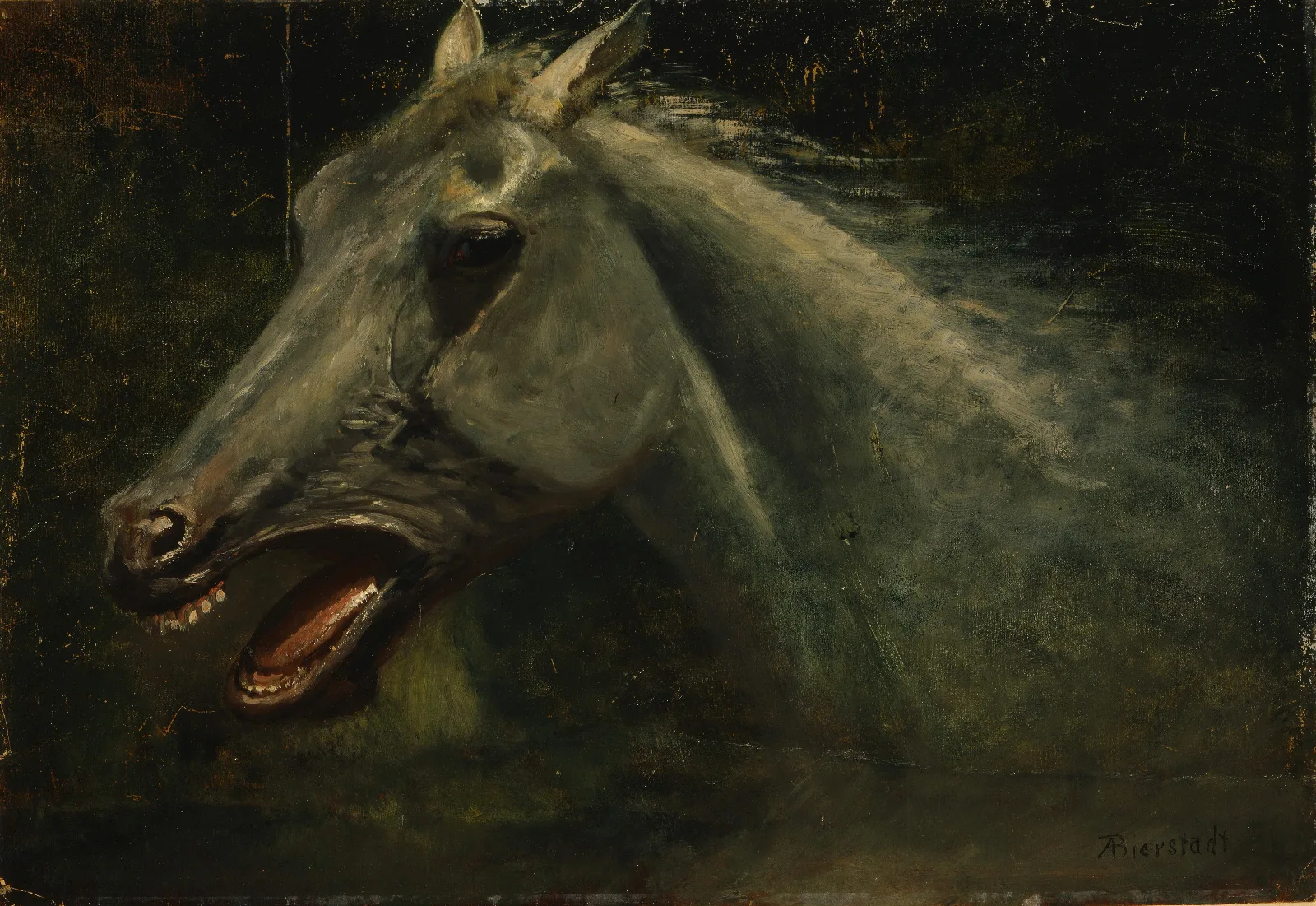 A Wild Stallion An Original Oil Sketch For The Last Of The Buffalo Wall Art by Albert Bierstadt - Canvas Print