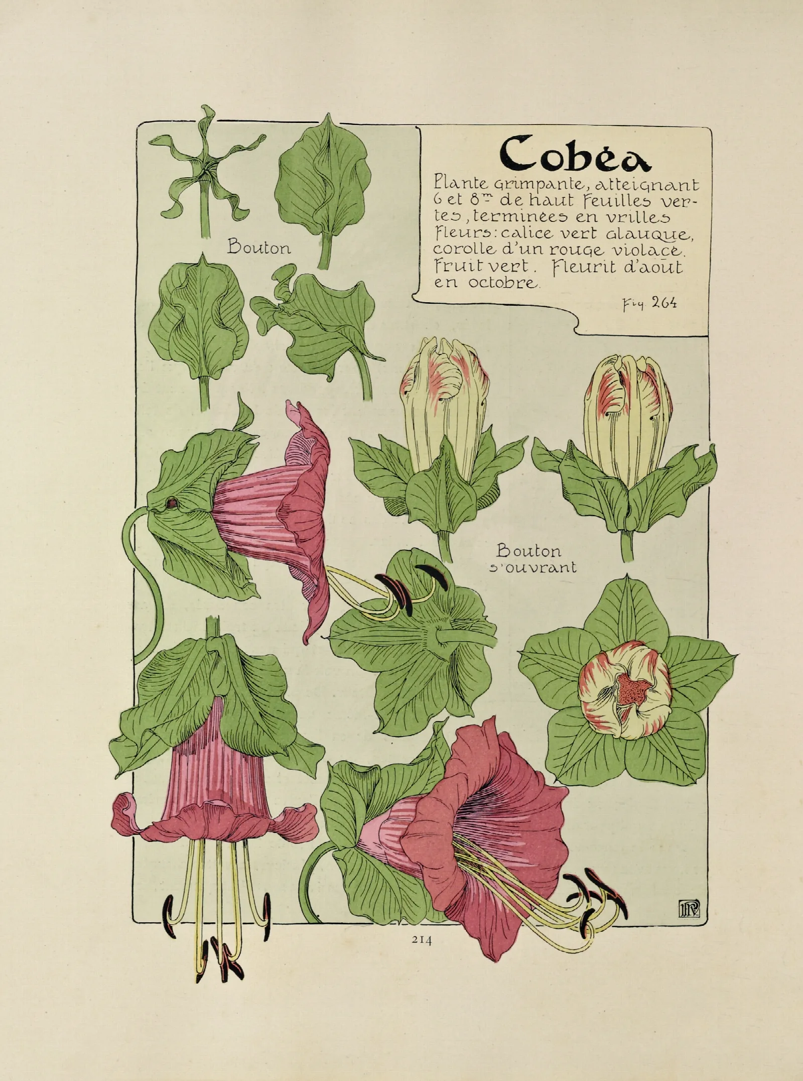 Cobea Wall Art by Maurice Pillard Verneuil - Canvas Print