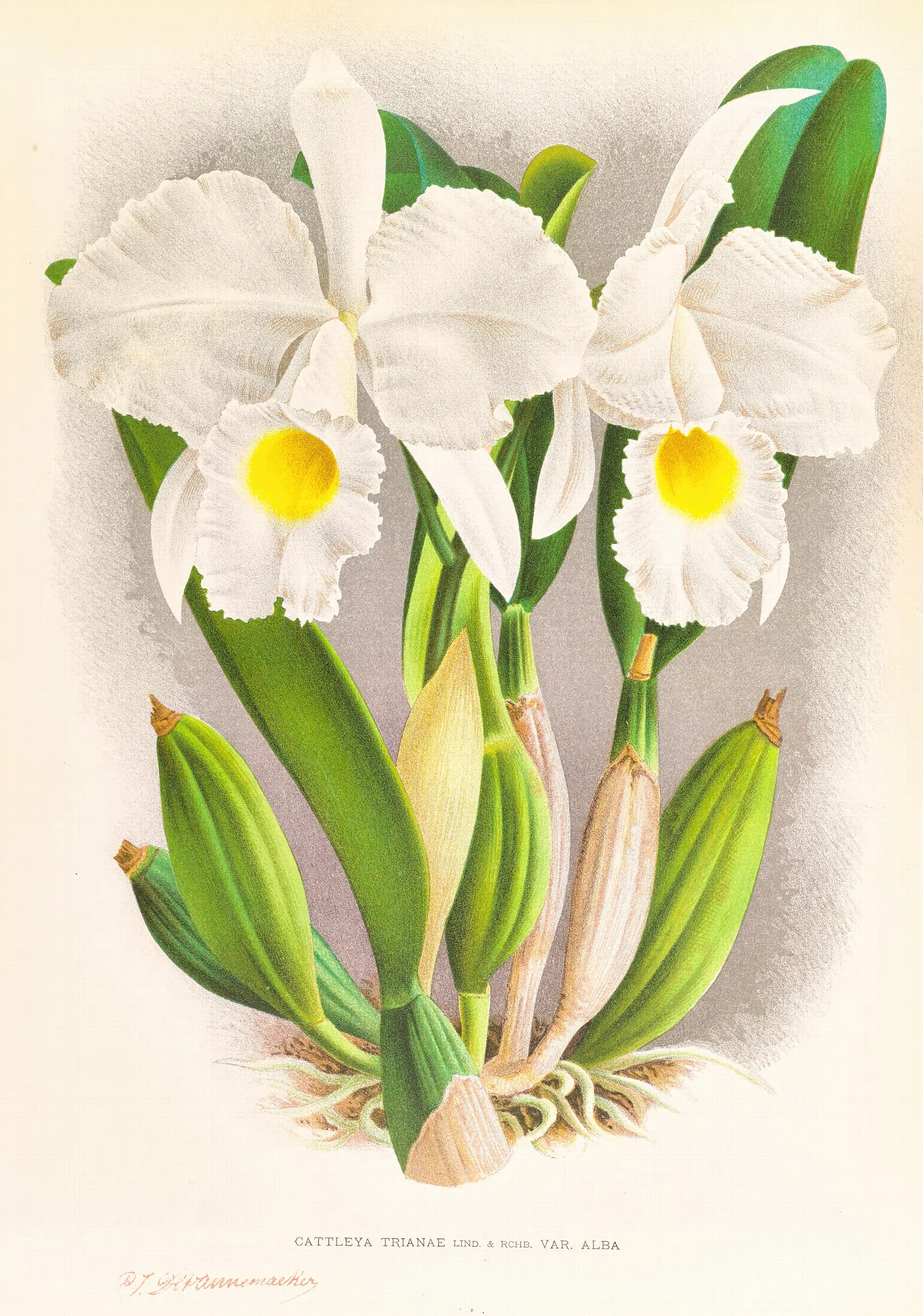 Cattleya Trianae 3 Wall Art by Jean Jules Linden - Canvas Print